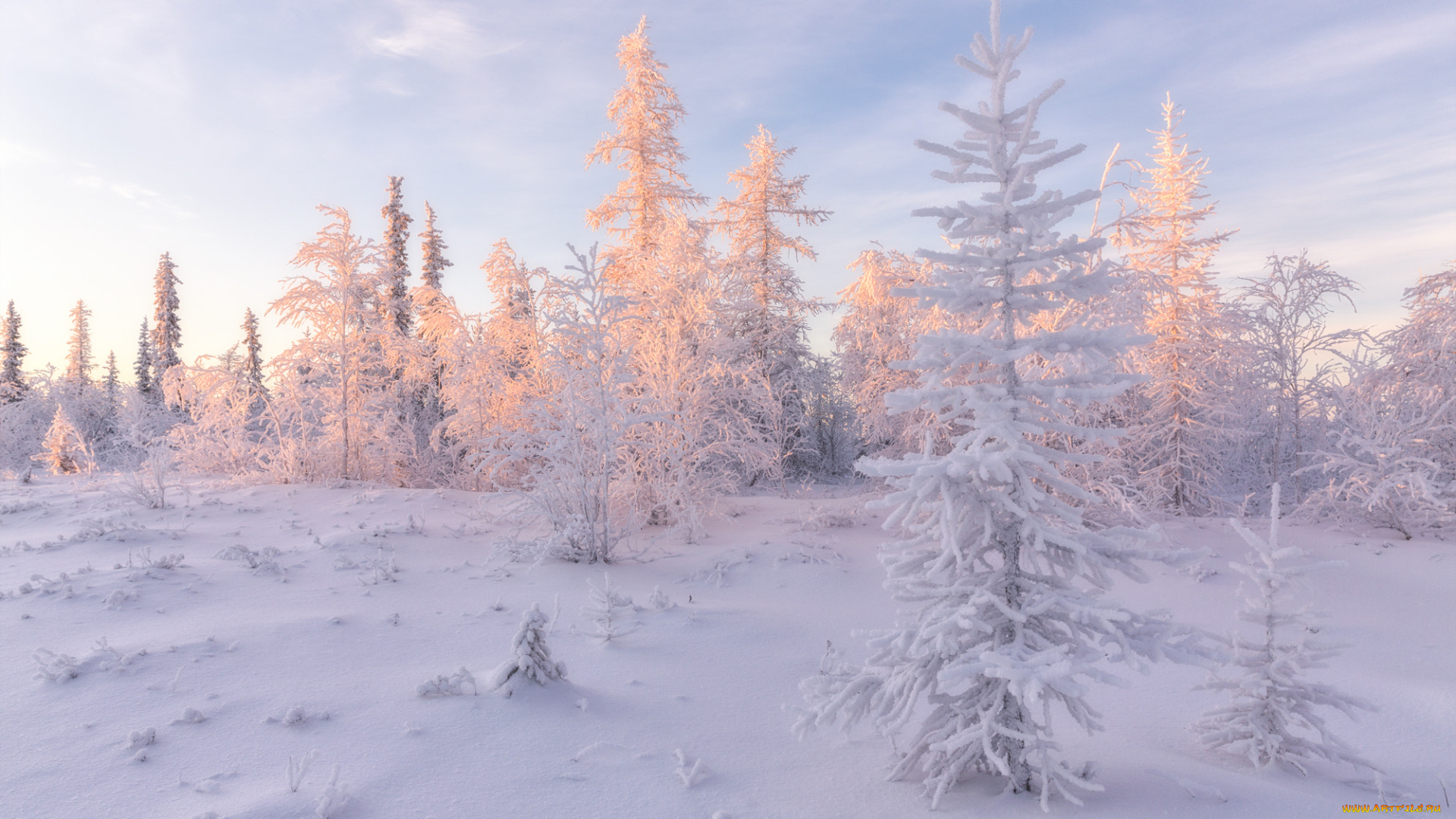 природа, зима, россия, салехард, деревья, снег