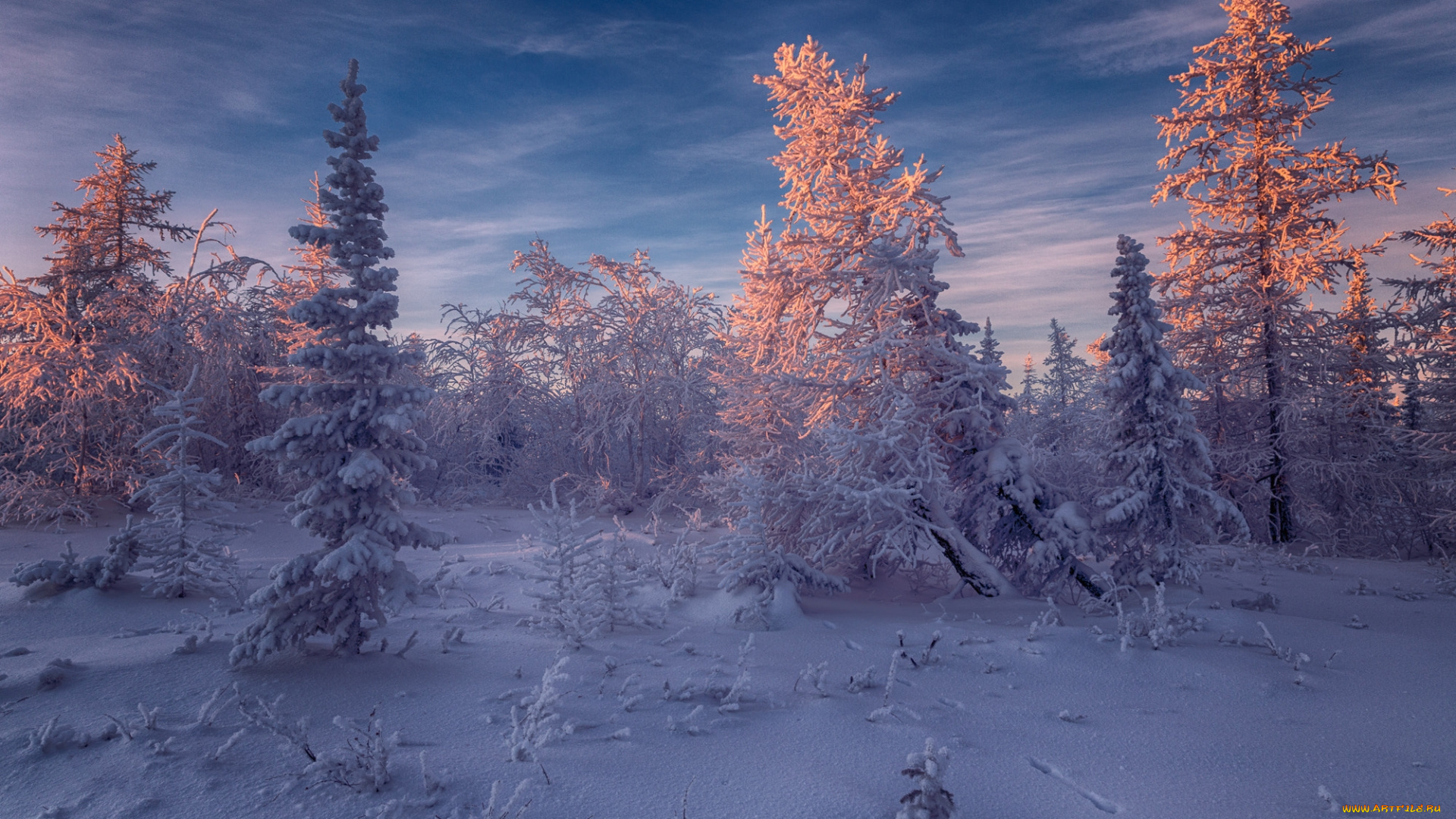 природа, зима, россия, салехард, деревья, снег