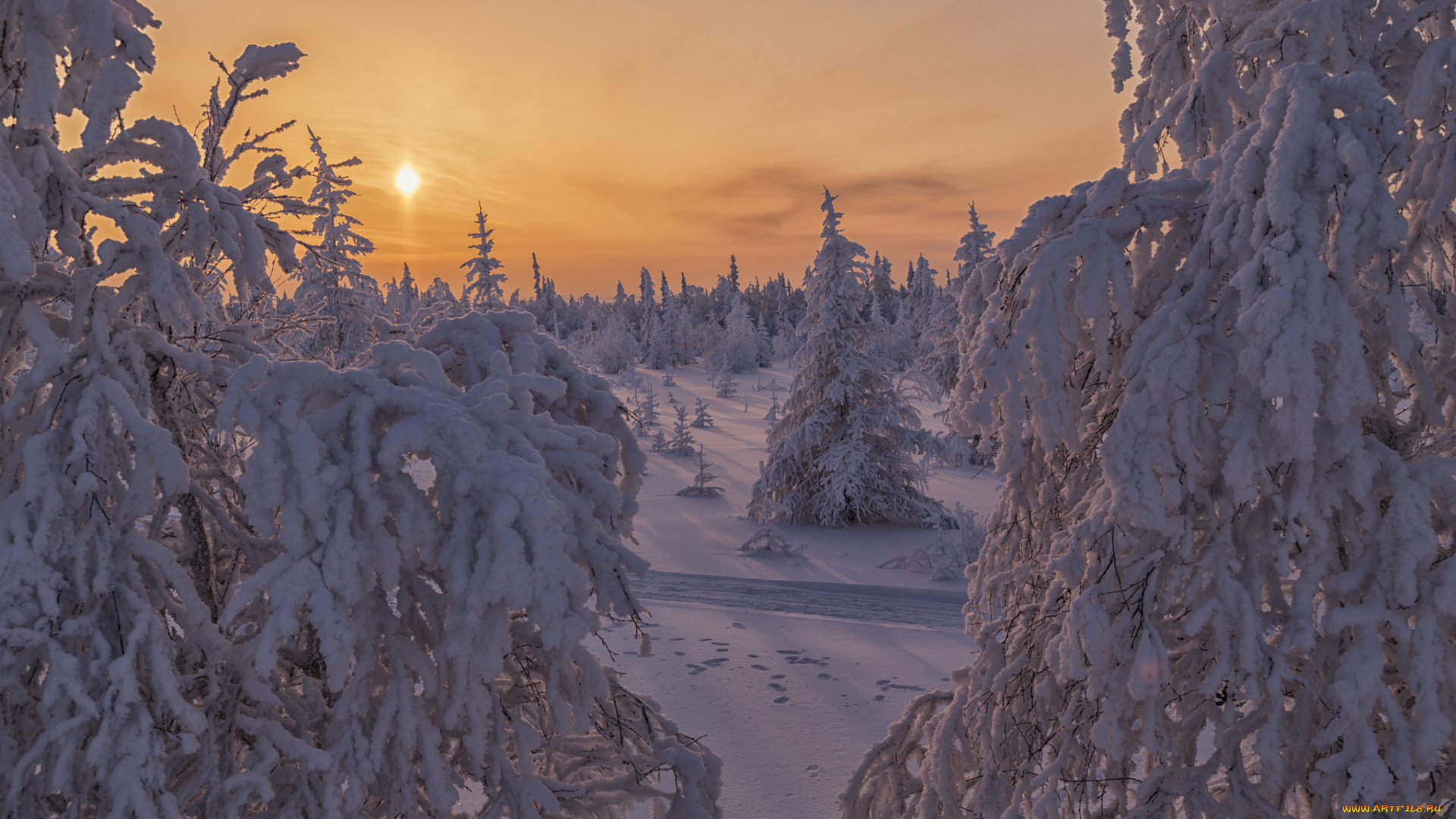 природа, зима, россия, салехард, деревья, снег