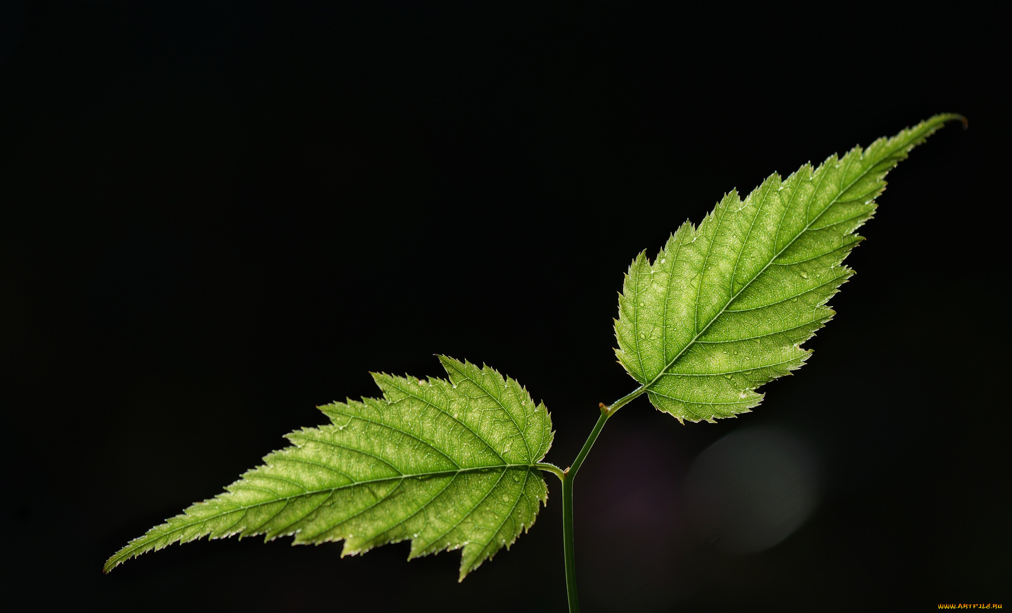 природа, листья, фон