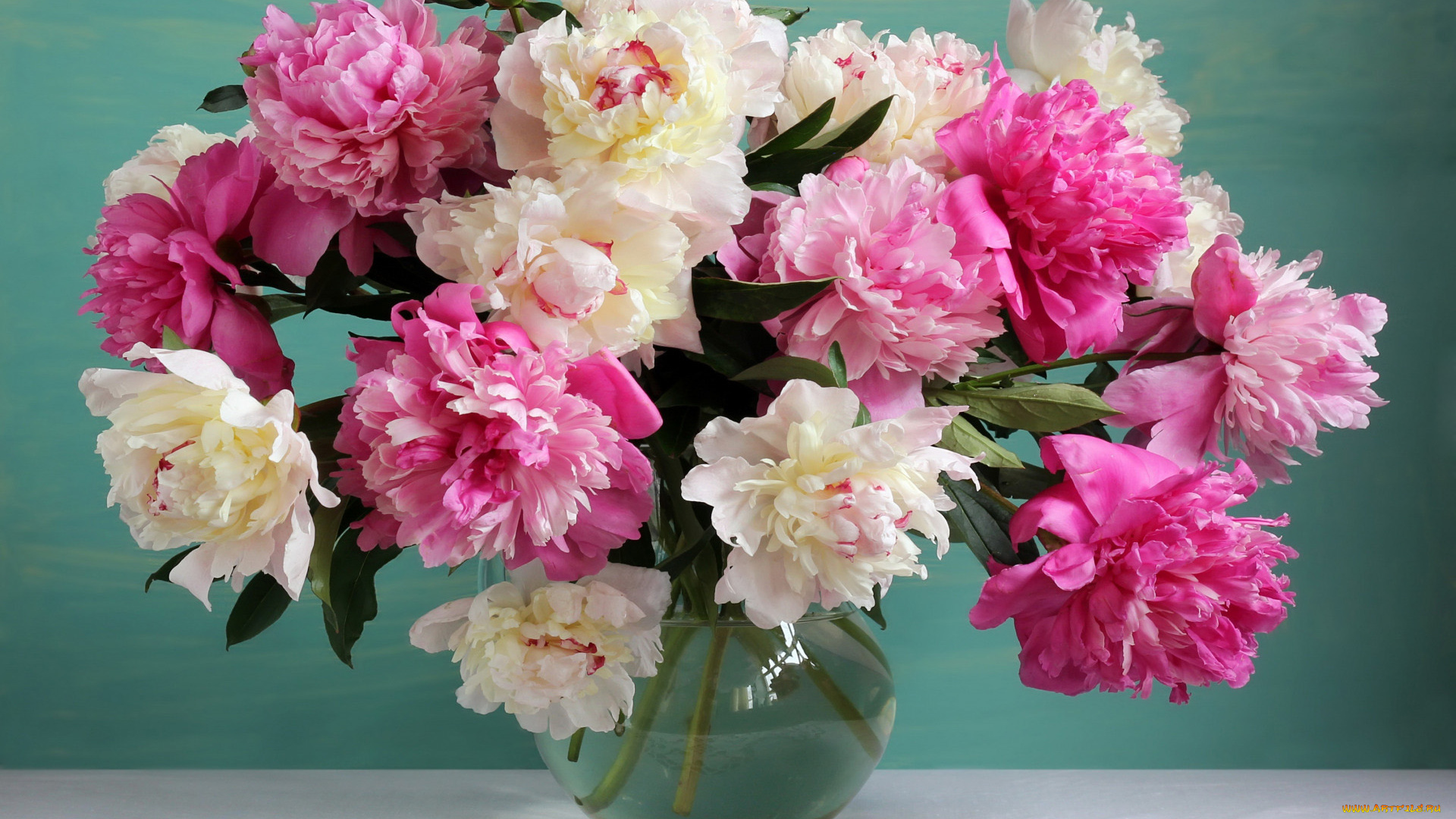 цветы, пионы, букет