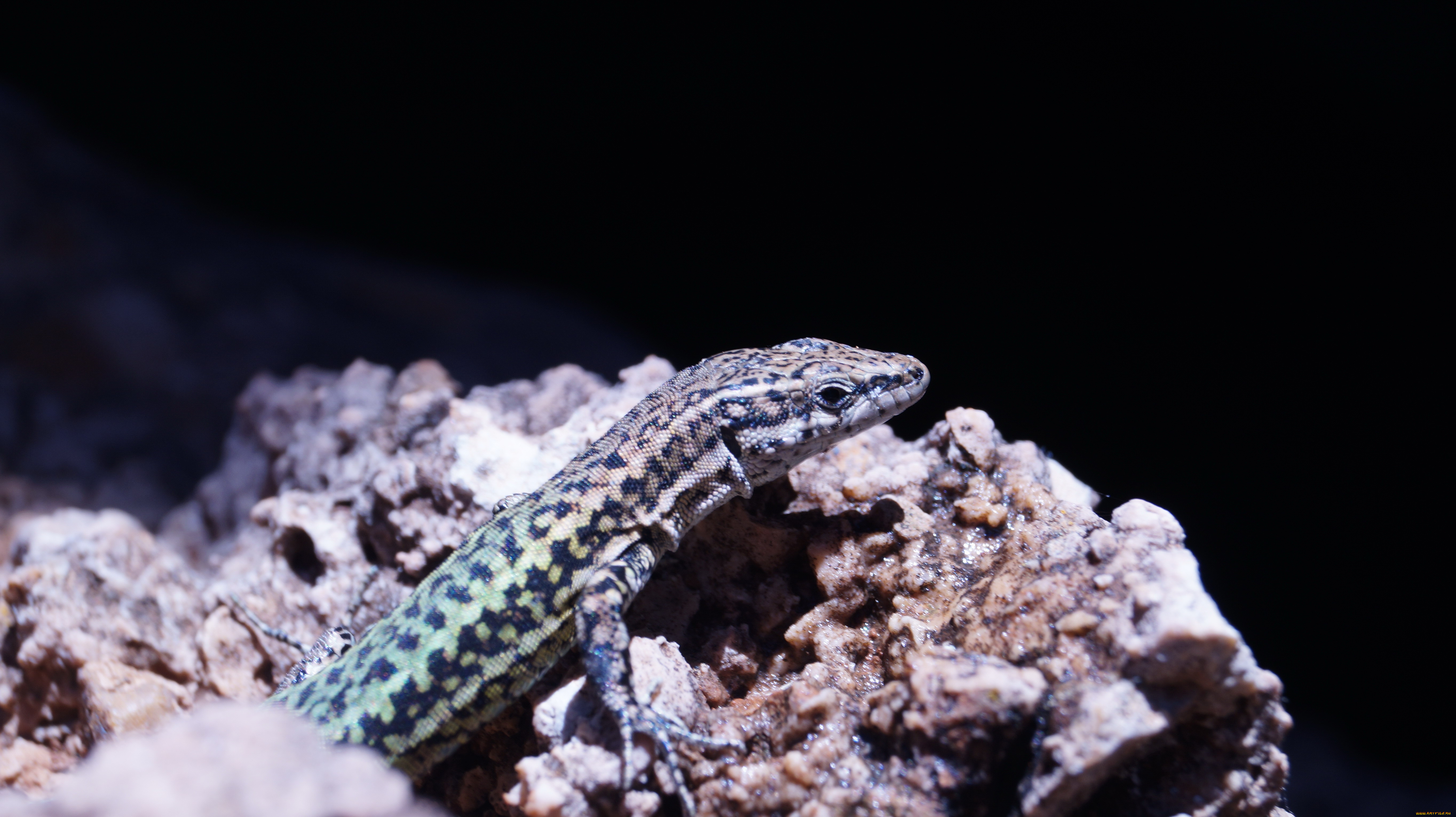 животные, ящерицы, , игуаны, , вараны, ящерица, камни