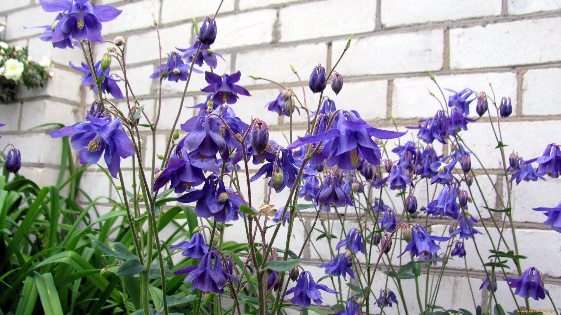 цветы, аквилегия, , водосбор, лиловая, аквилегия