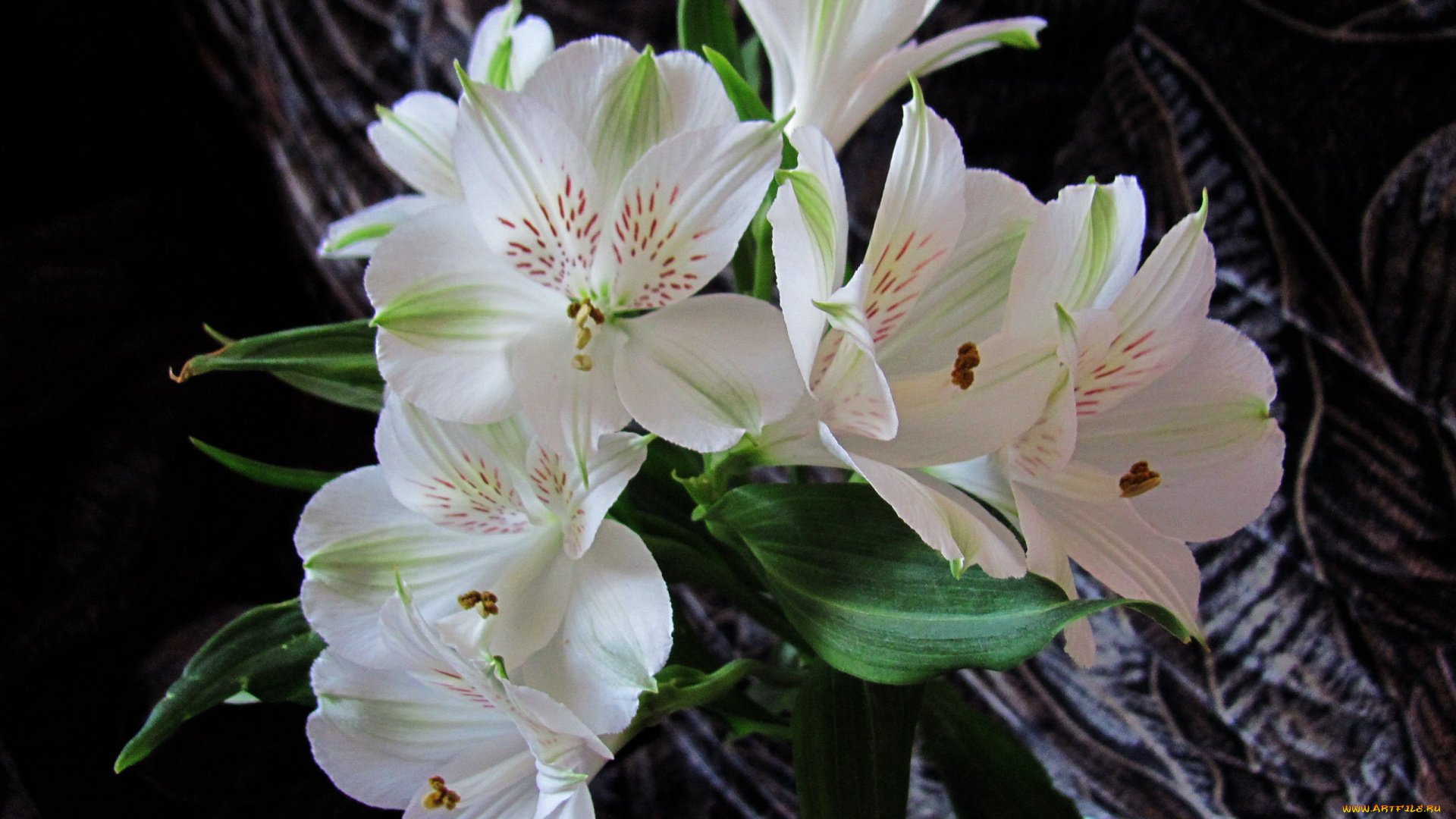 цветы, альстромерия, белая