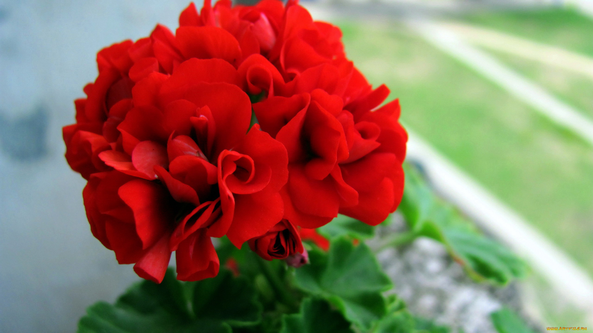 цветы, герань, алая