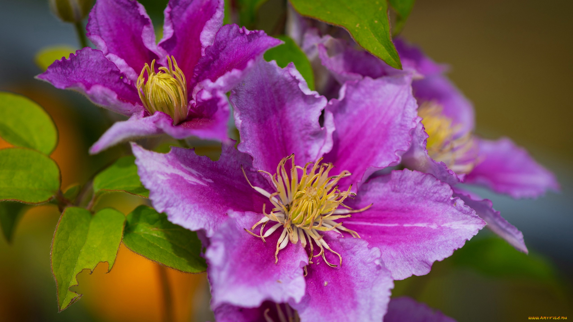 цветы, клематис, , ломонос, розовый, клематис, макро