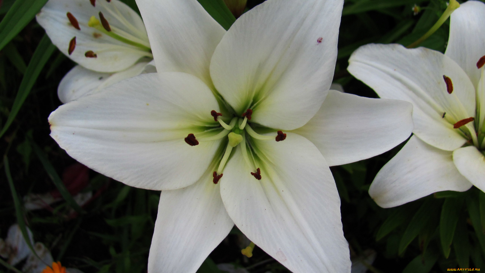 цветы, лилии, , лилейники, белые