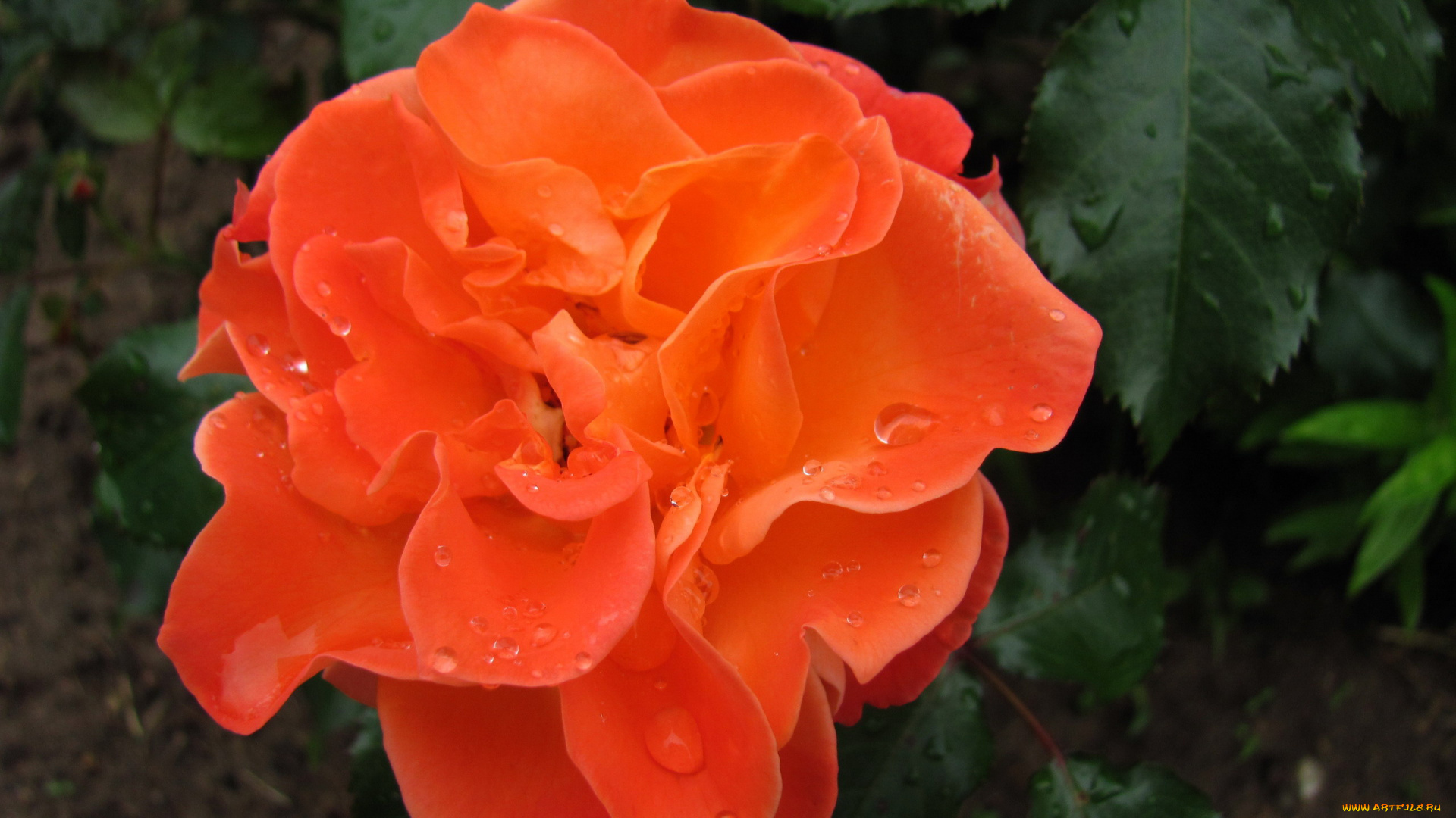 цветы, розы, роза, макро, капли