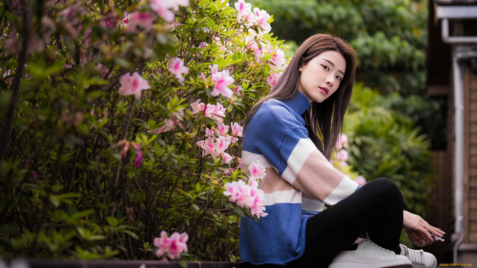 девушки, -, азиатки, азиатка, цветущие, кусты, поза