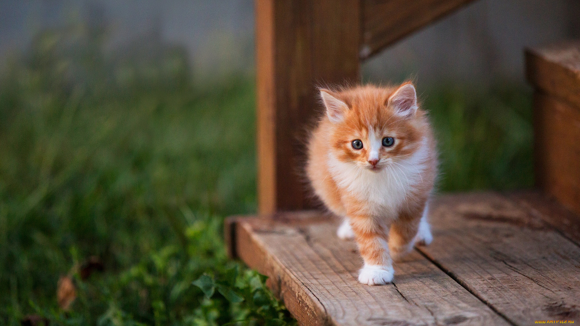 пушистик, животные, коты, котёнок, комочек, шерсти, няшное, существо, да, и, лучший, друг, человека, мур, мяу