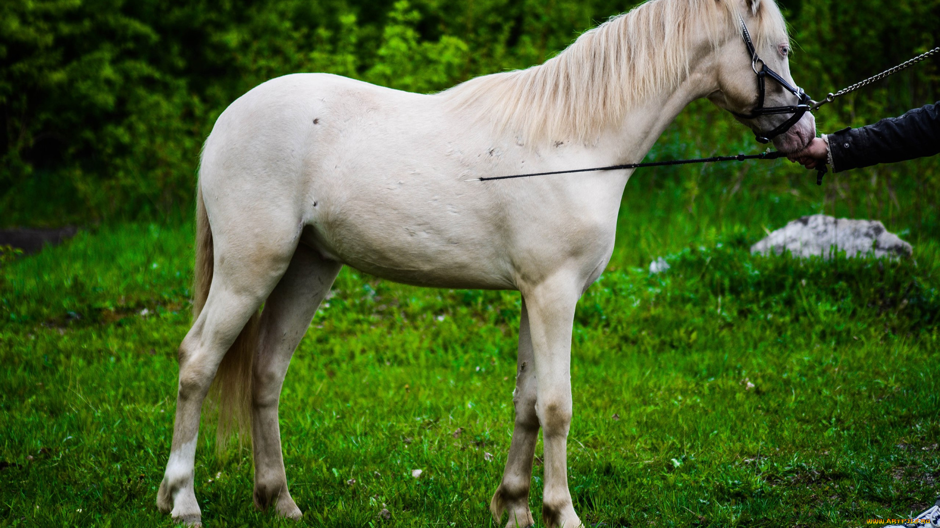 животные, лошади, конь, белый, лужайка, стэк
