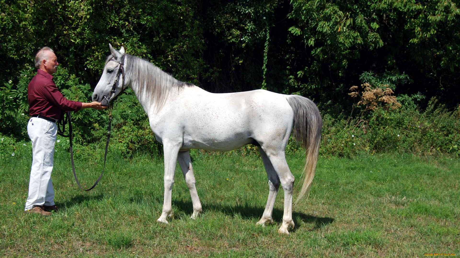 животные, лошади, конь, белый, мужчина, роща