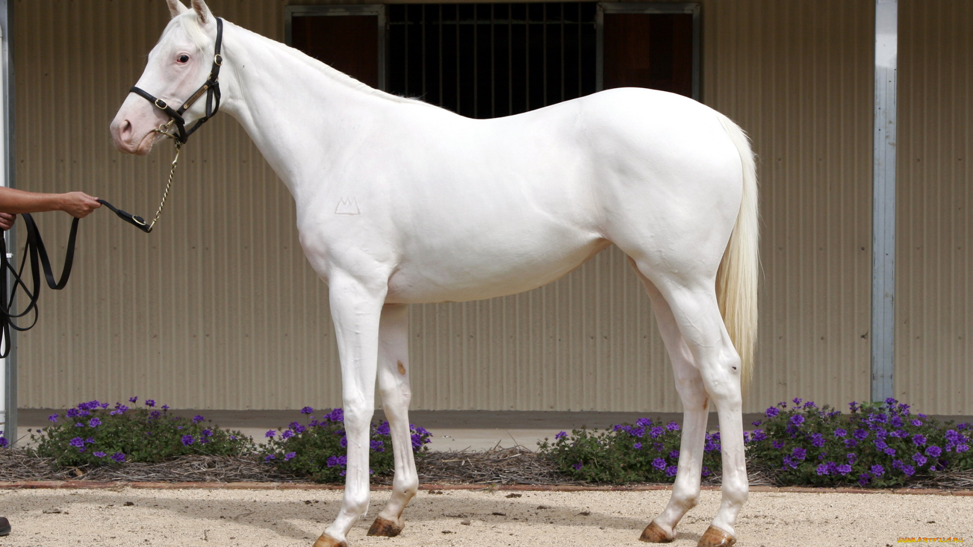 животные, лошади, лошадь, белая, цветы, конюшня