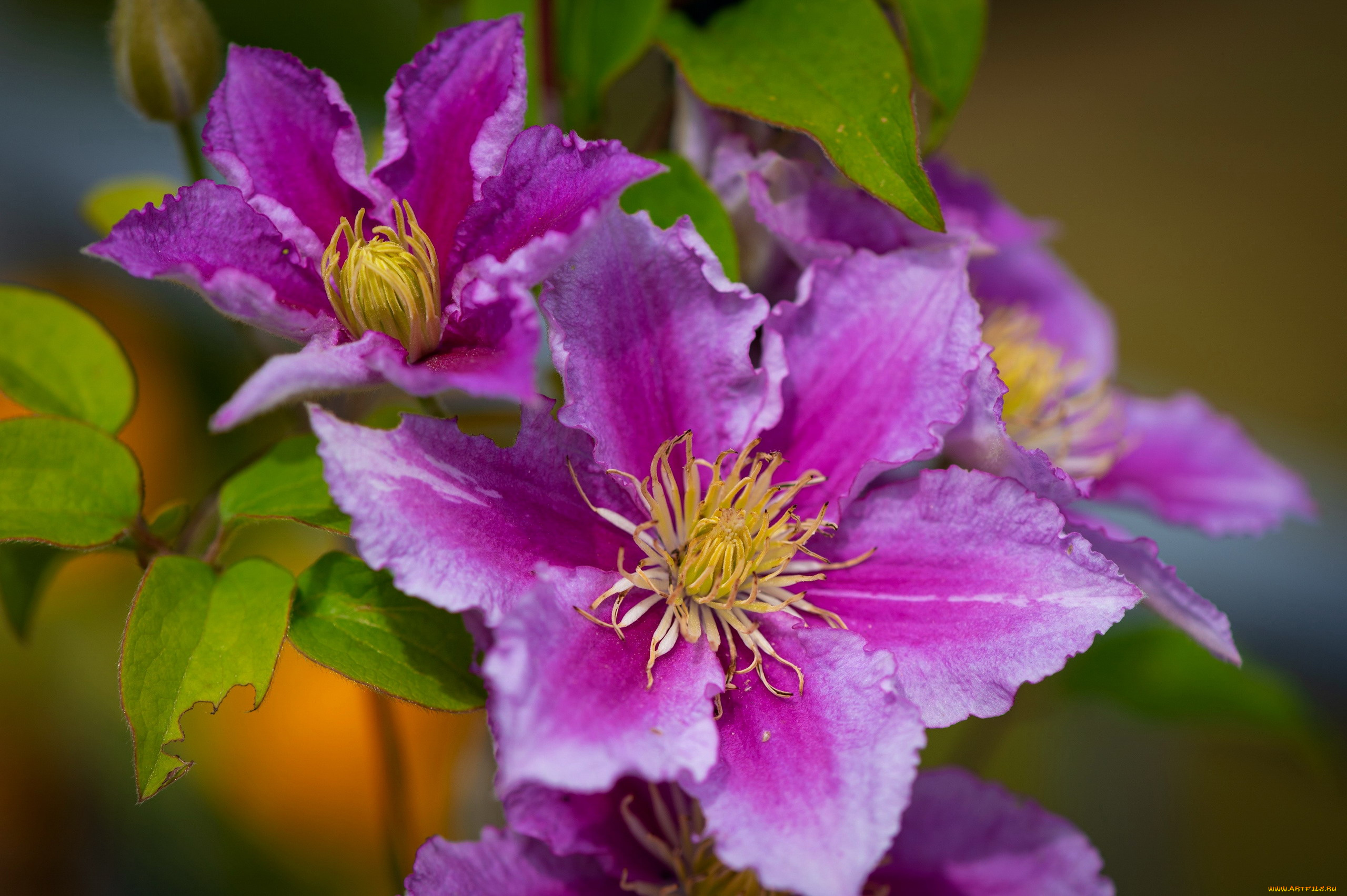 цветы, клематис, , ломонос, розовый, клематис, макро