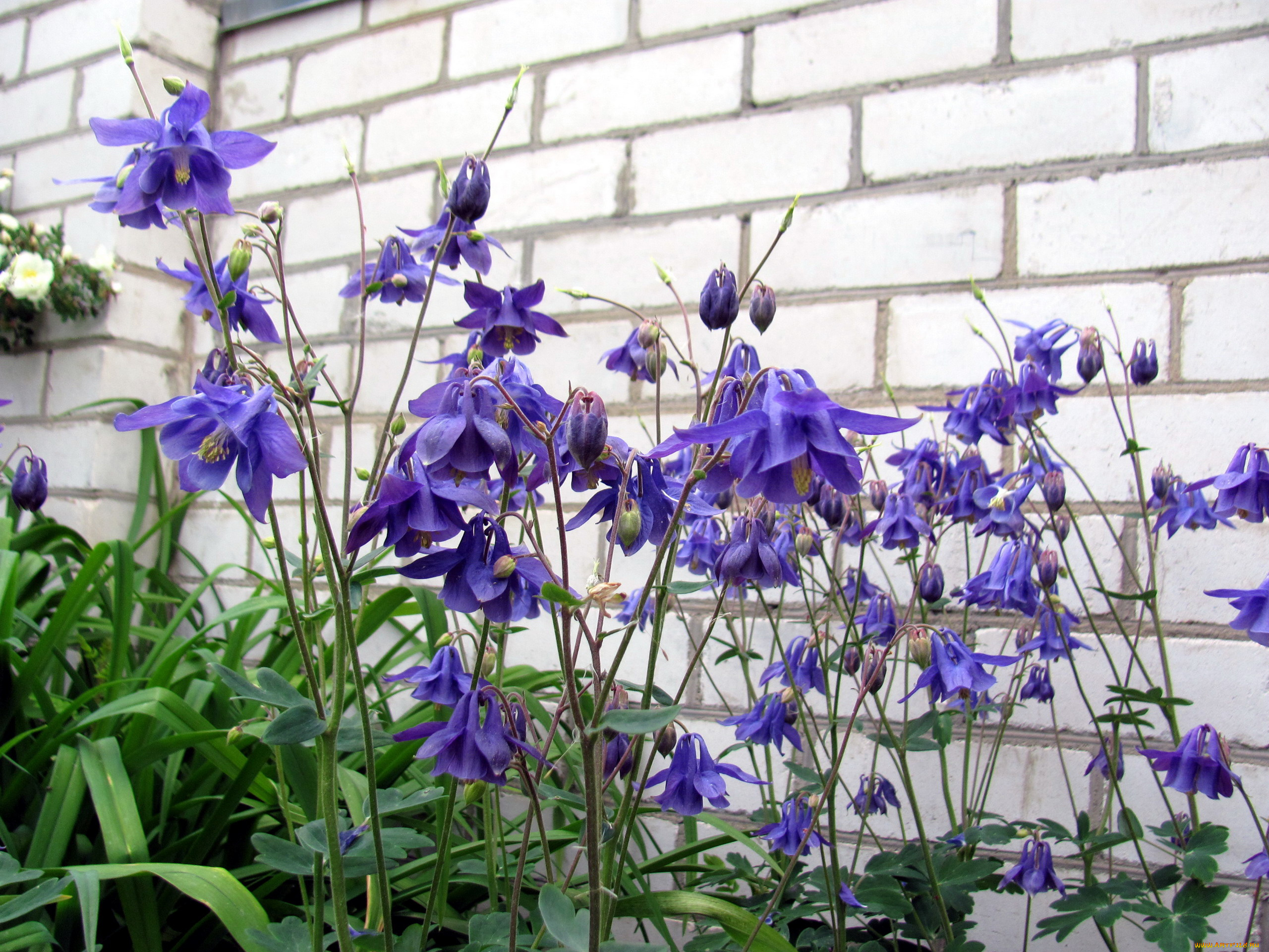 цветы, аквилегия, , водосбор, лиловая, аквилегия