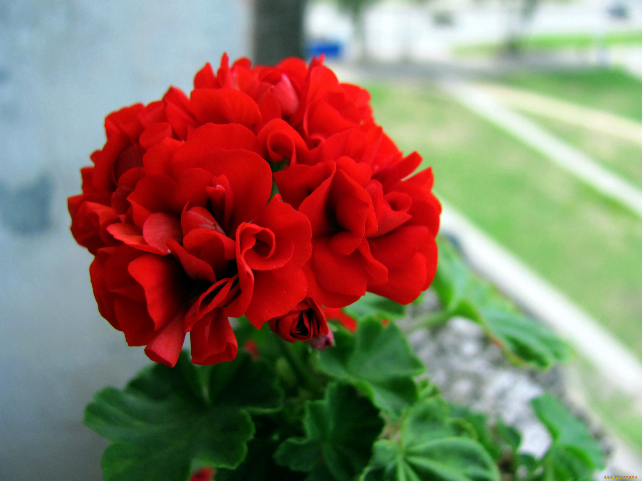 цветы, герань, алая