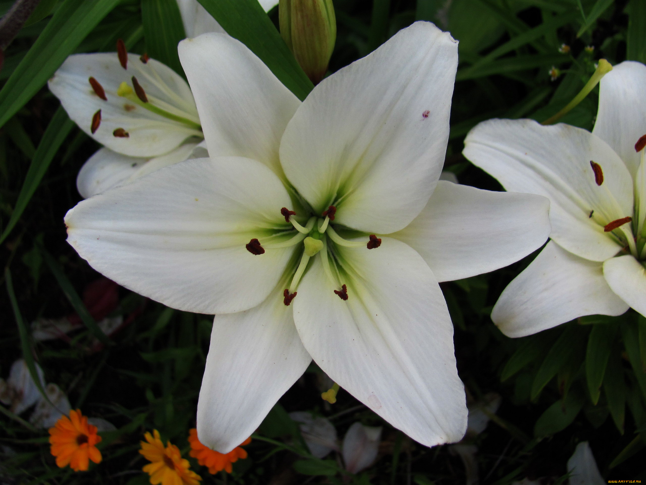 цветы, лилии, , лилейники, белые