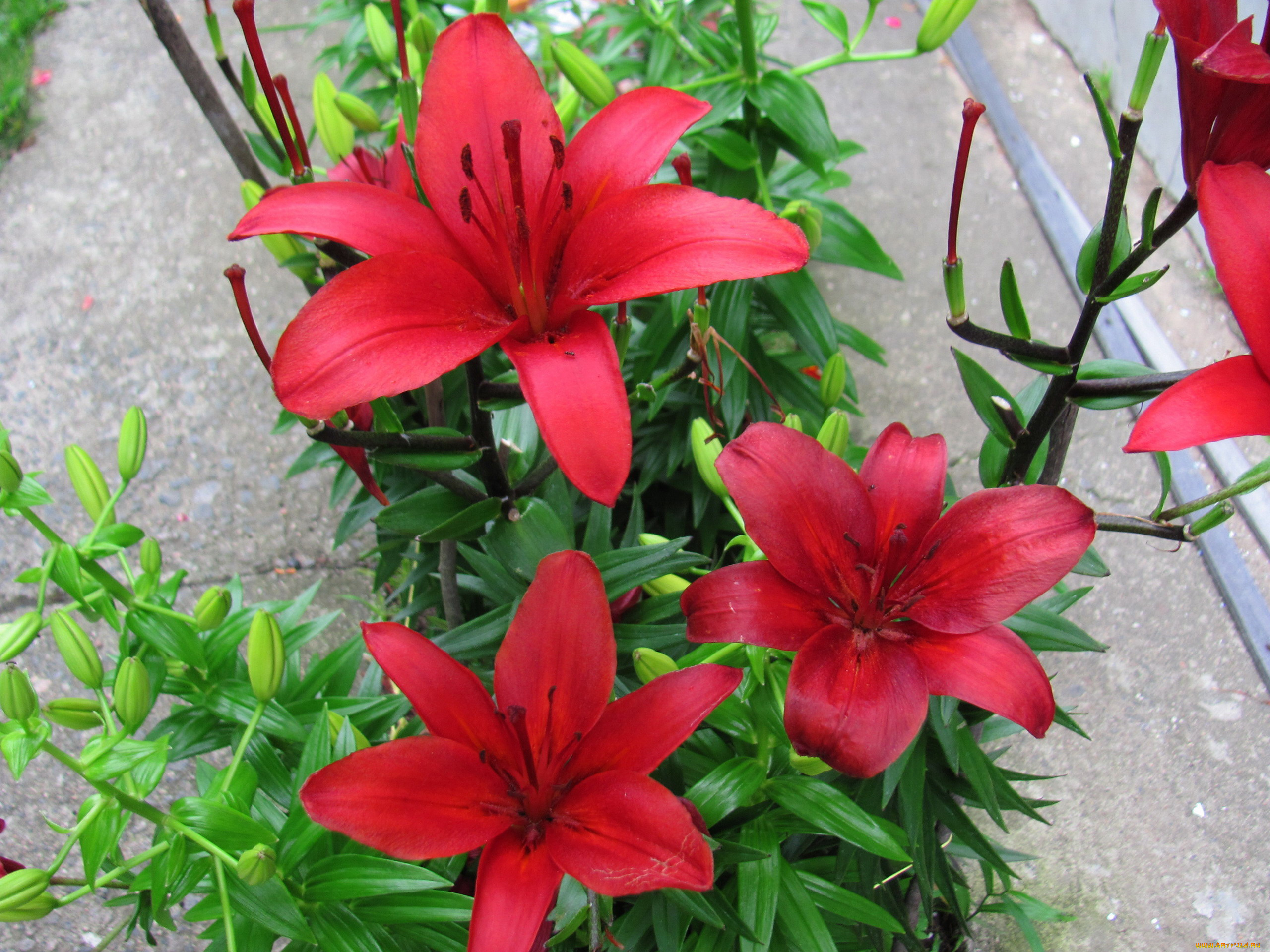 цветы, лилии, , лилейники, красные