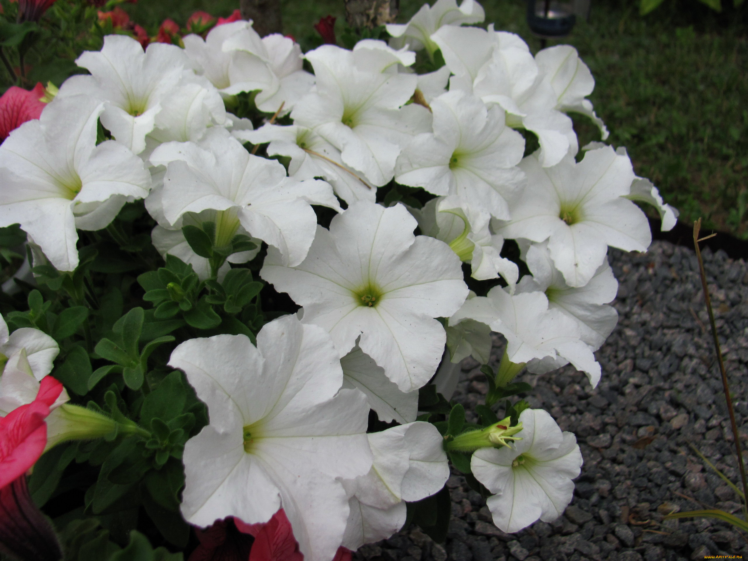 цветы, петунии, , калибрахоа, белая, петуния