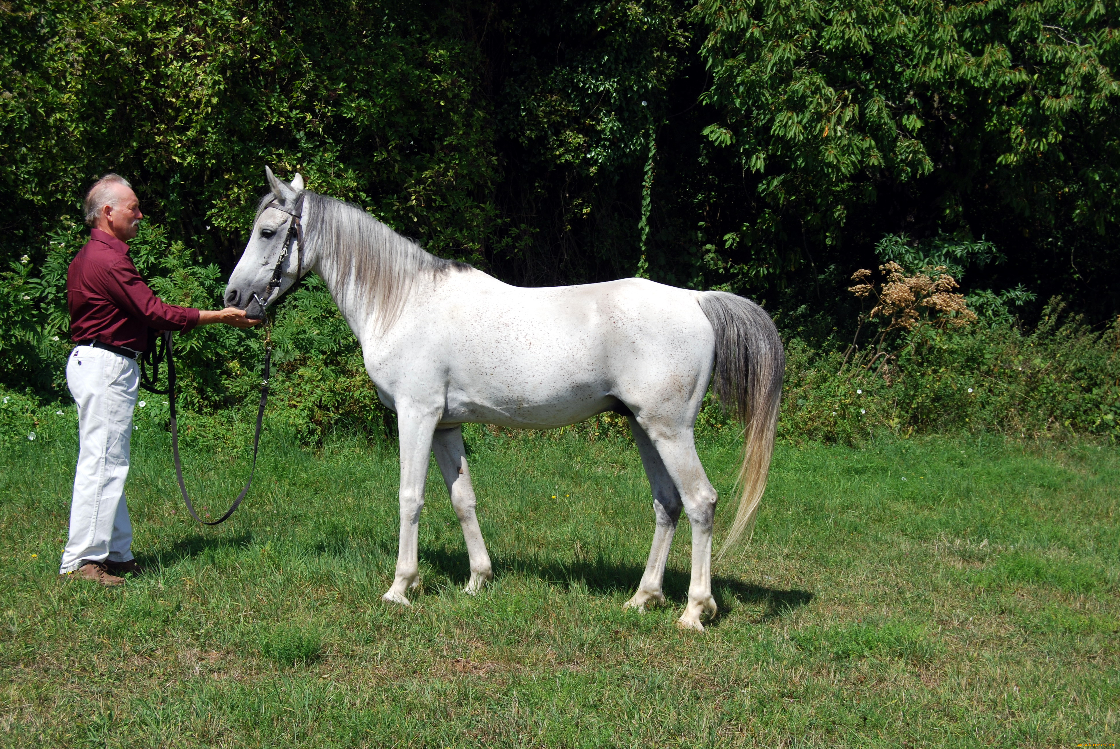 животные, лошади, конь, белый, мужчина, роща