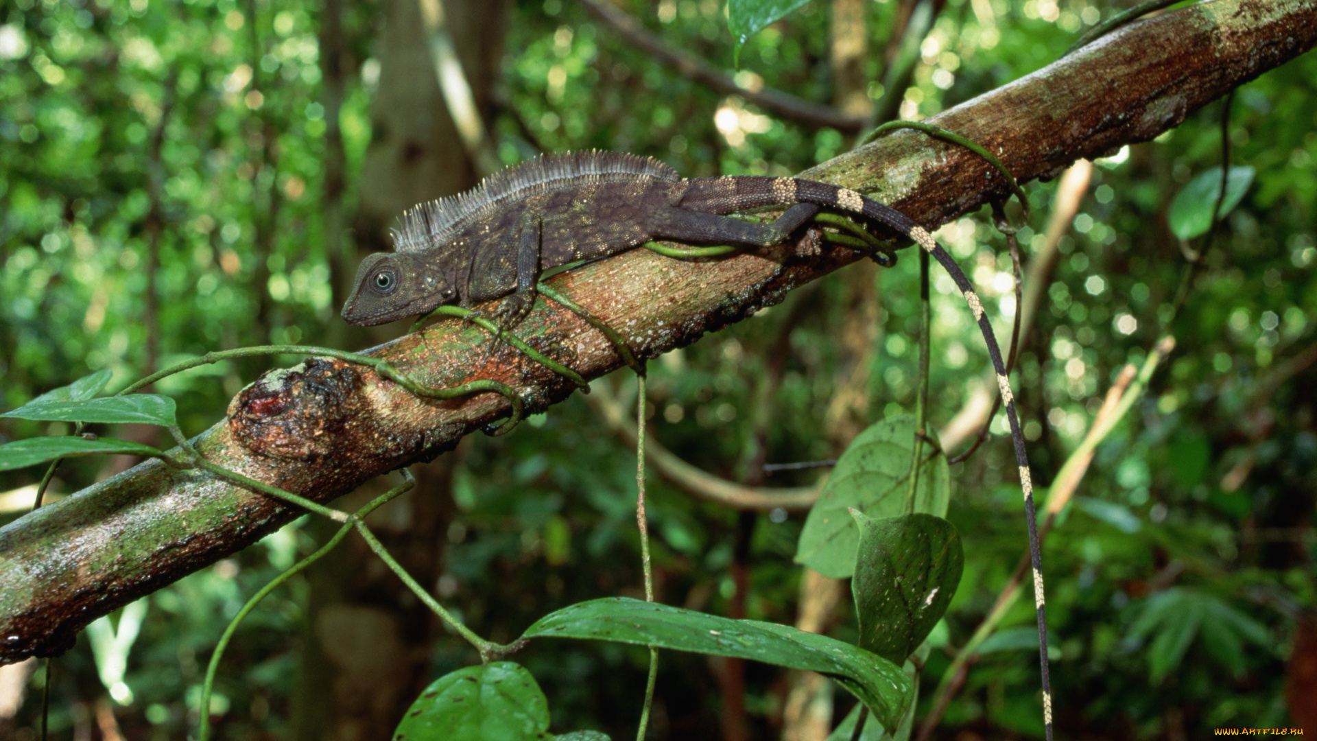 животные, ящерицы, , игуаны, , вараны, ящерица, ветка, джунгли