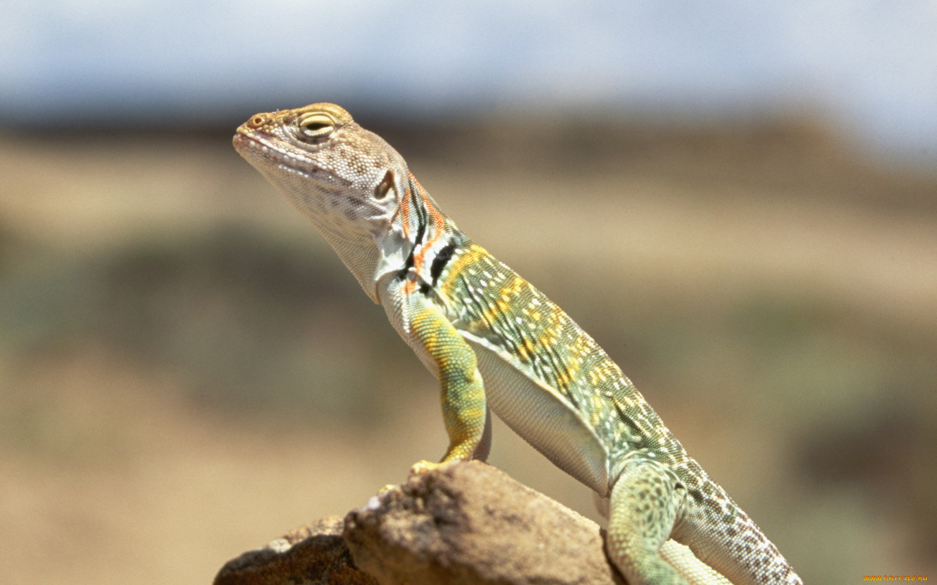 животные, ящерицы, , игуаны, , вараны, ящерица, камень