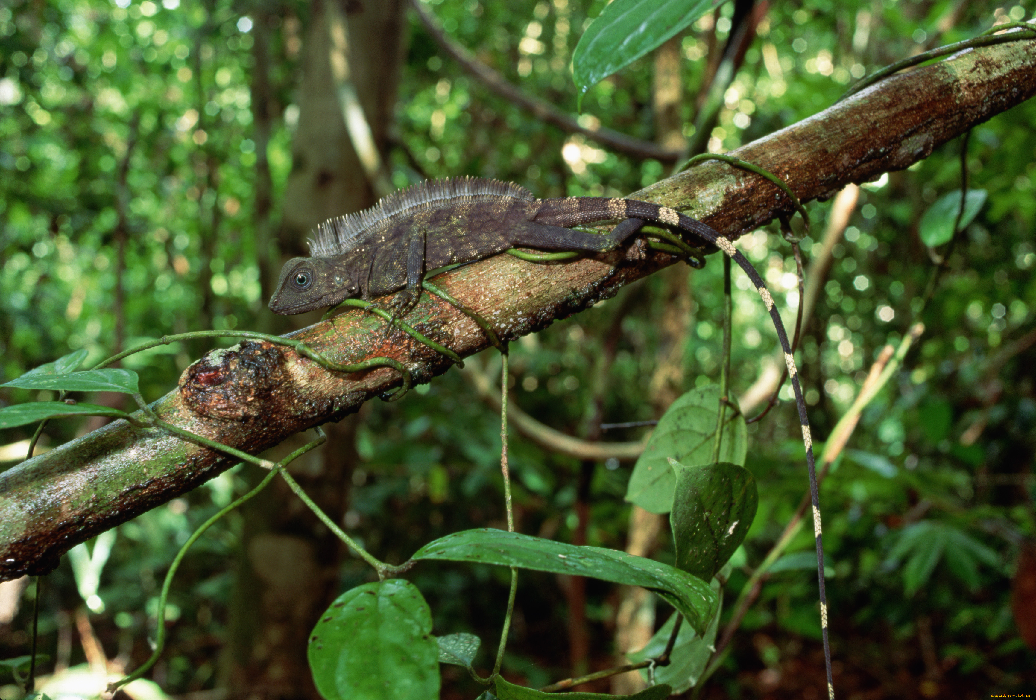 животные, ящерицы, , игуаны, , вараны, ящерица, ветка, джунгли