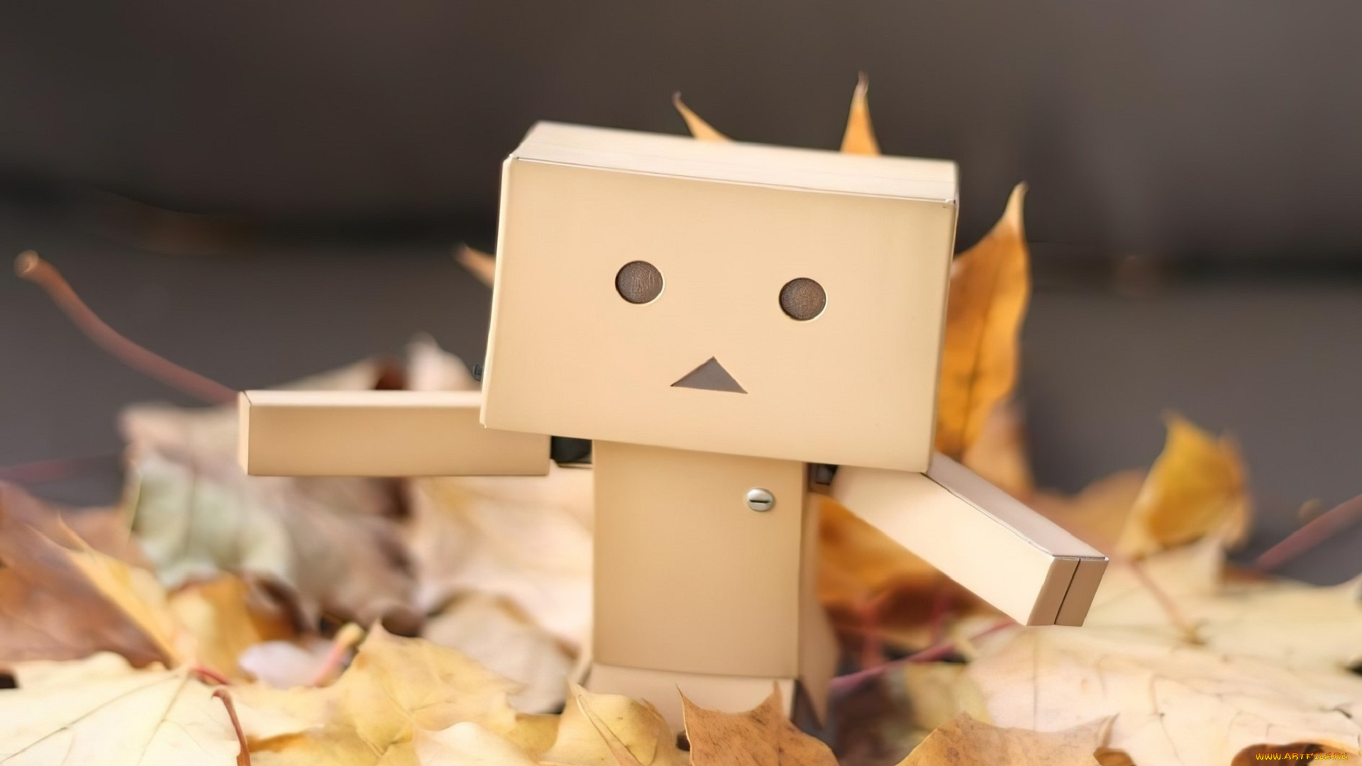 разное, данбо, , danboard, данбо, коробки, листья, осень