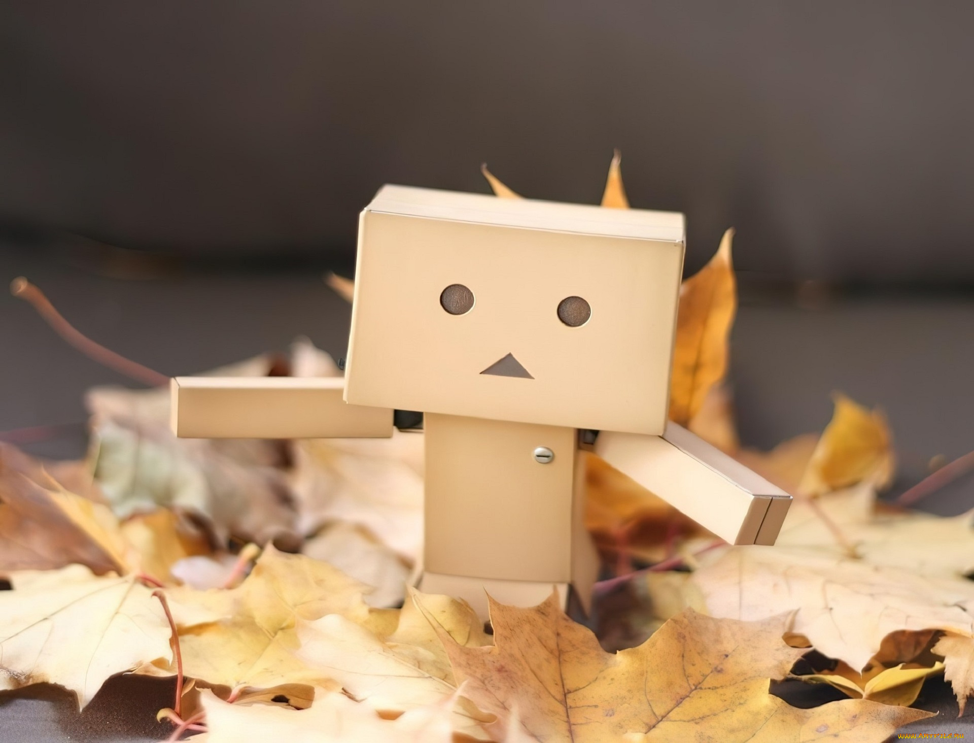 разное, данбо, , danboard, данбо, коробки, листья, осень