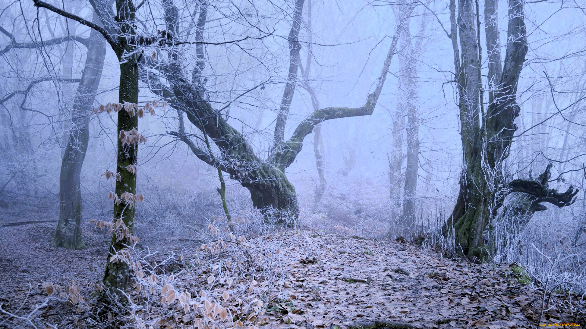 природа, лес, снег, зима, листья