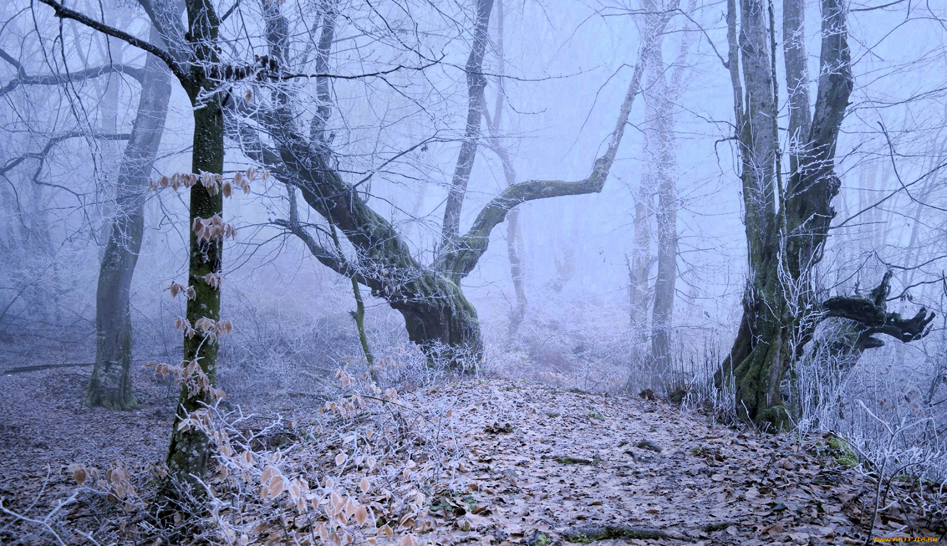 природа, лес, снег, зима, листья