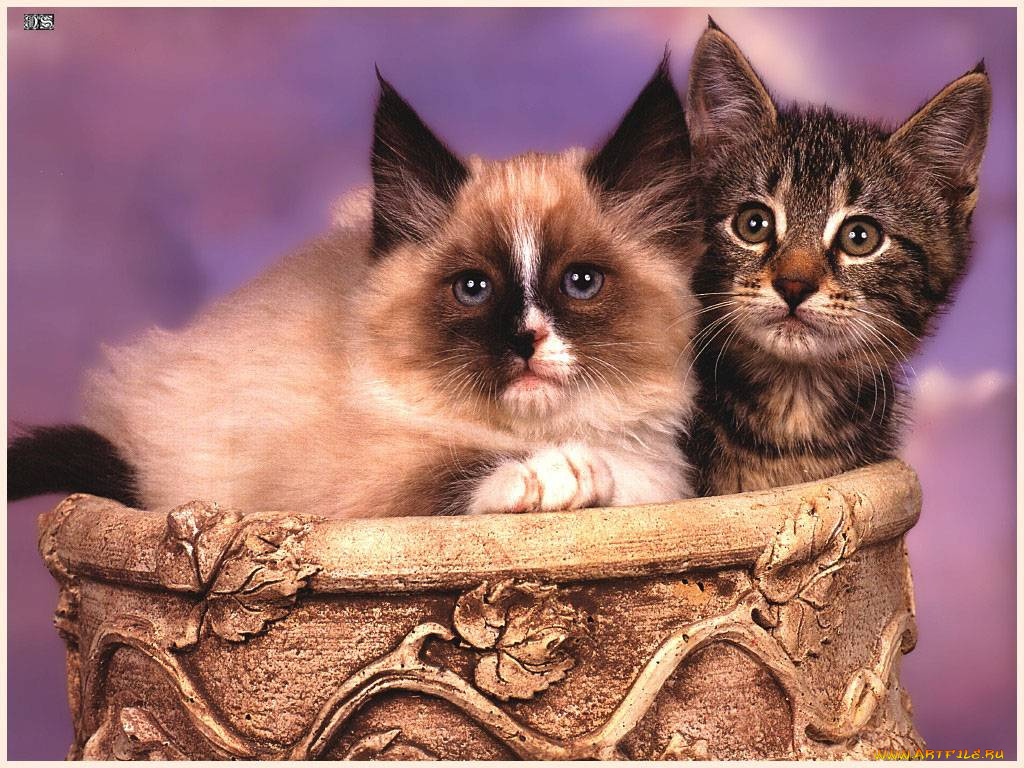 животные, коты