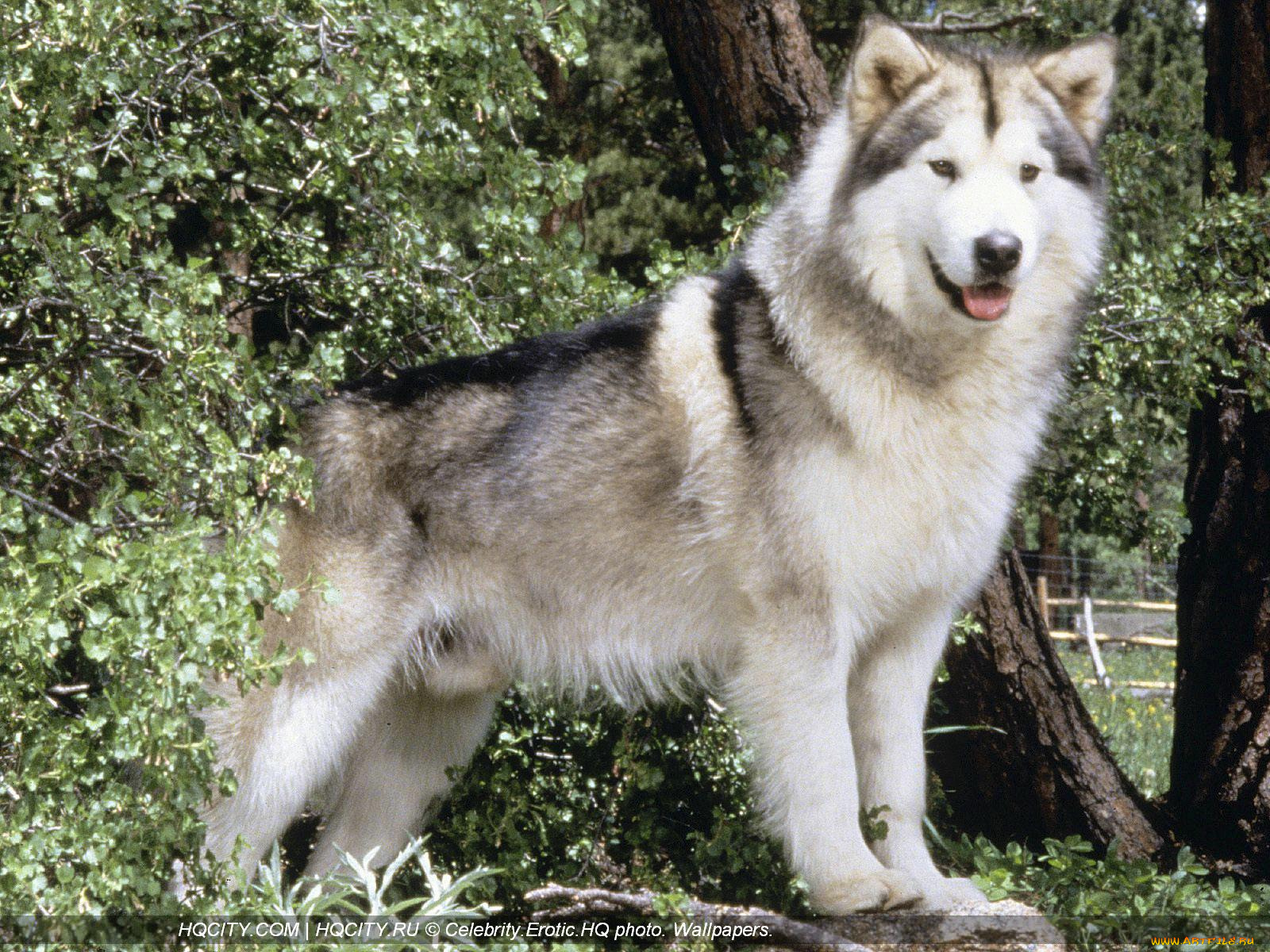 животные, собаки