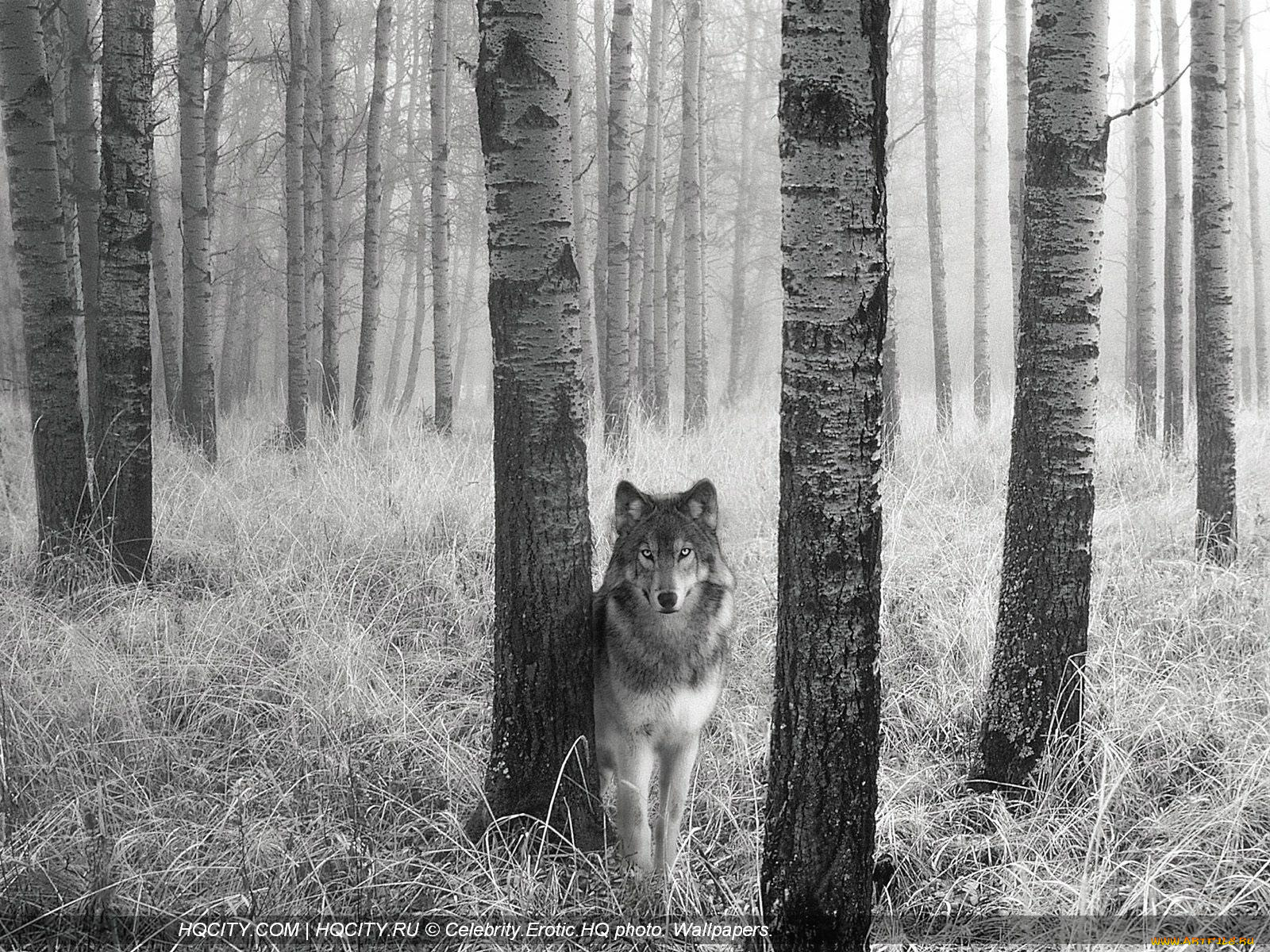 животные, волки