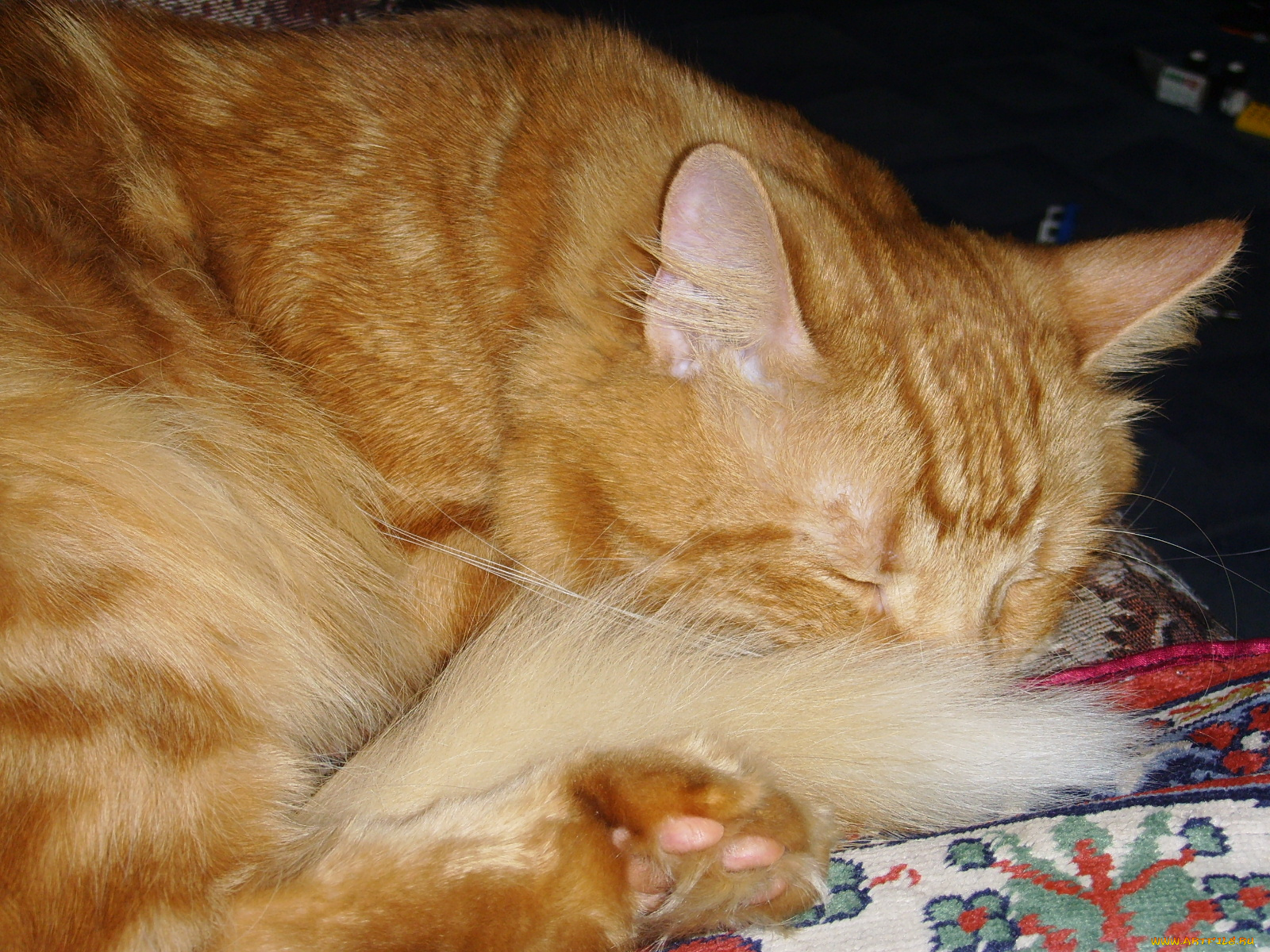 животные, коты