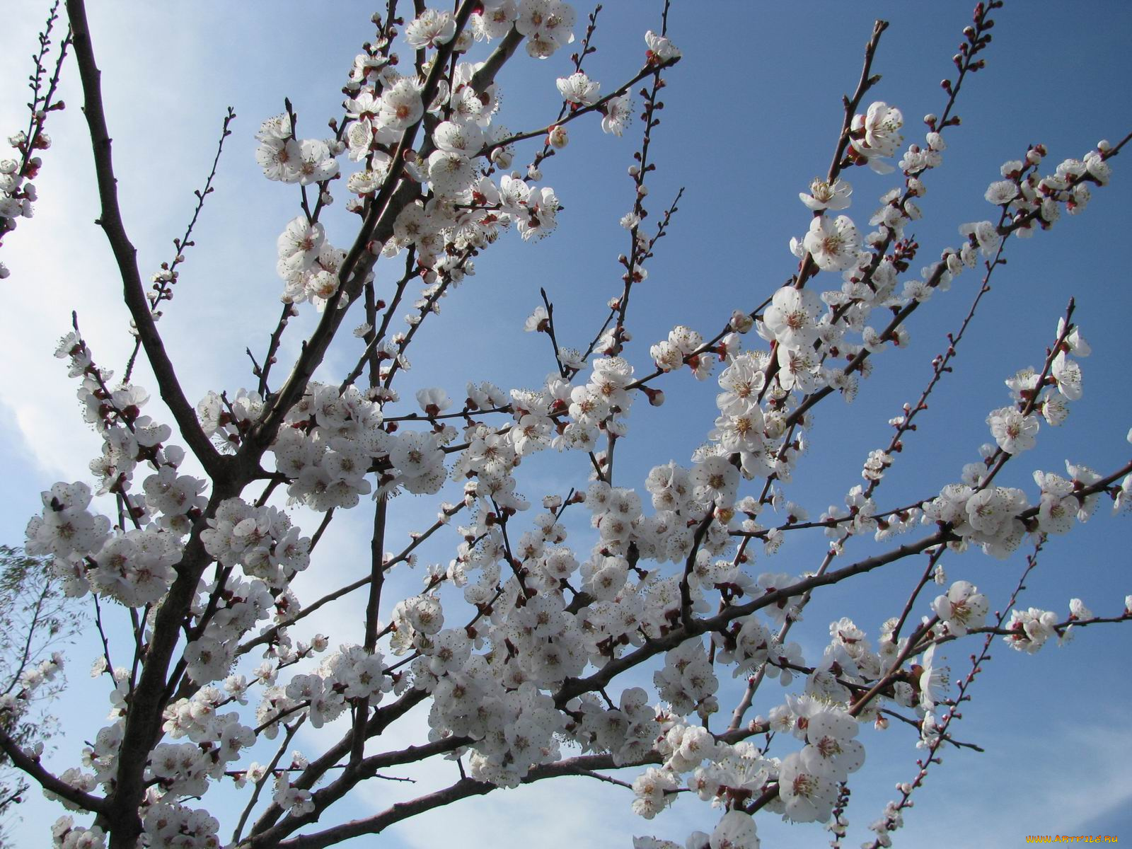 цветы, цветущие, деревья, кустарники