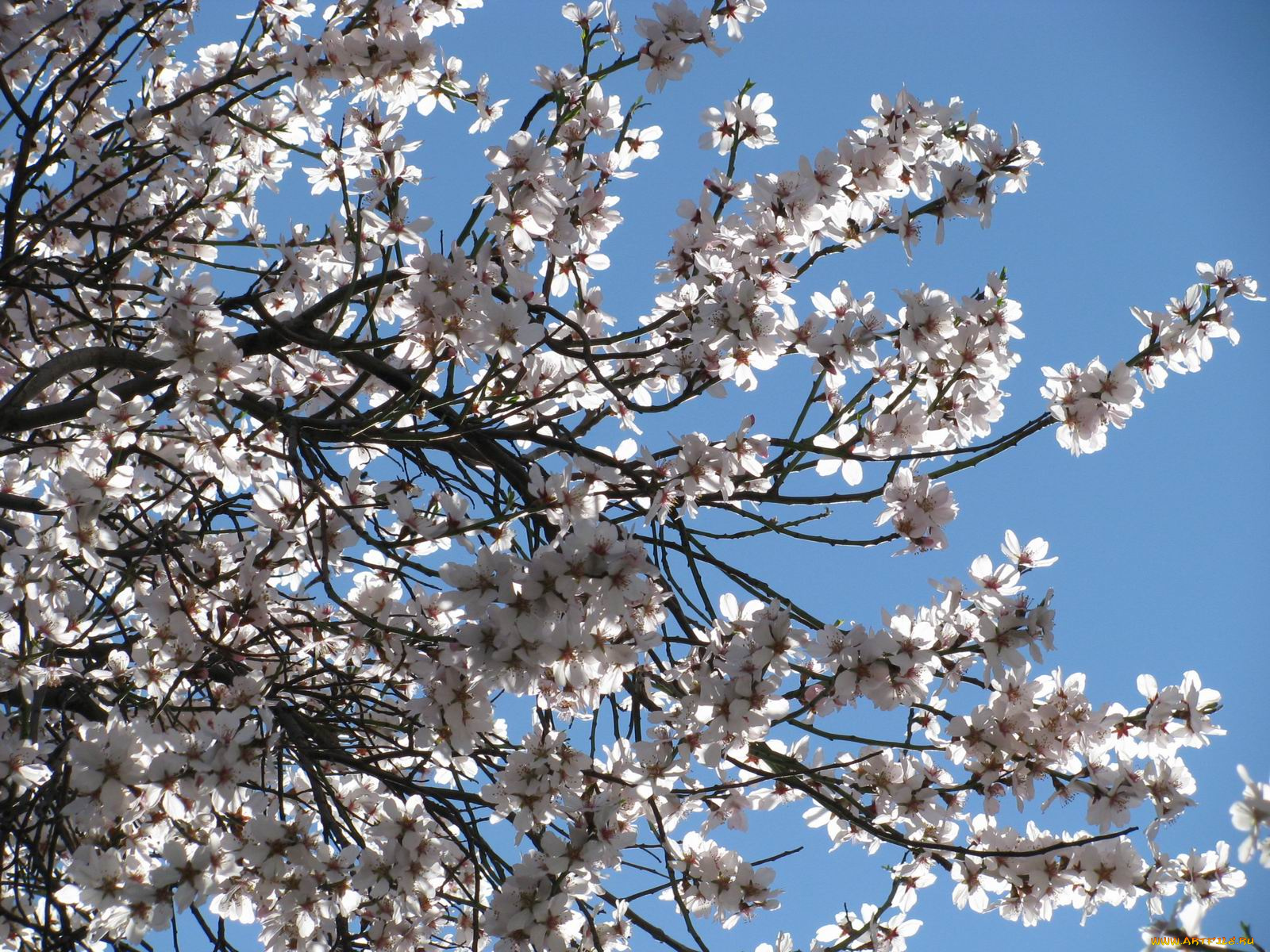 цветы, цветущие, деревья, кустарники