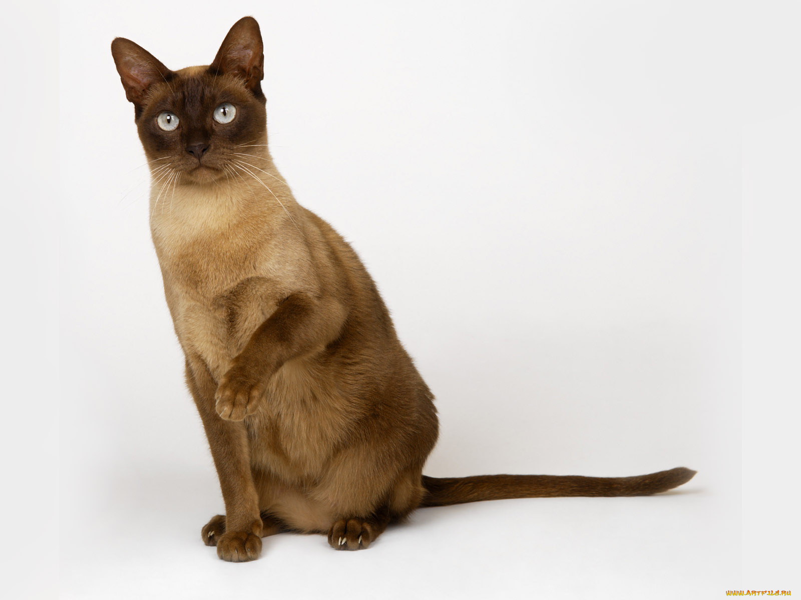 животные, коты