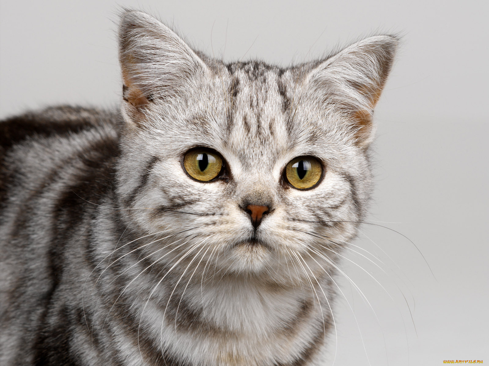 животные, коты