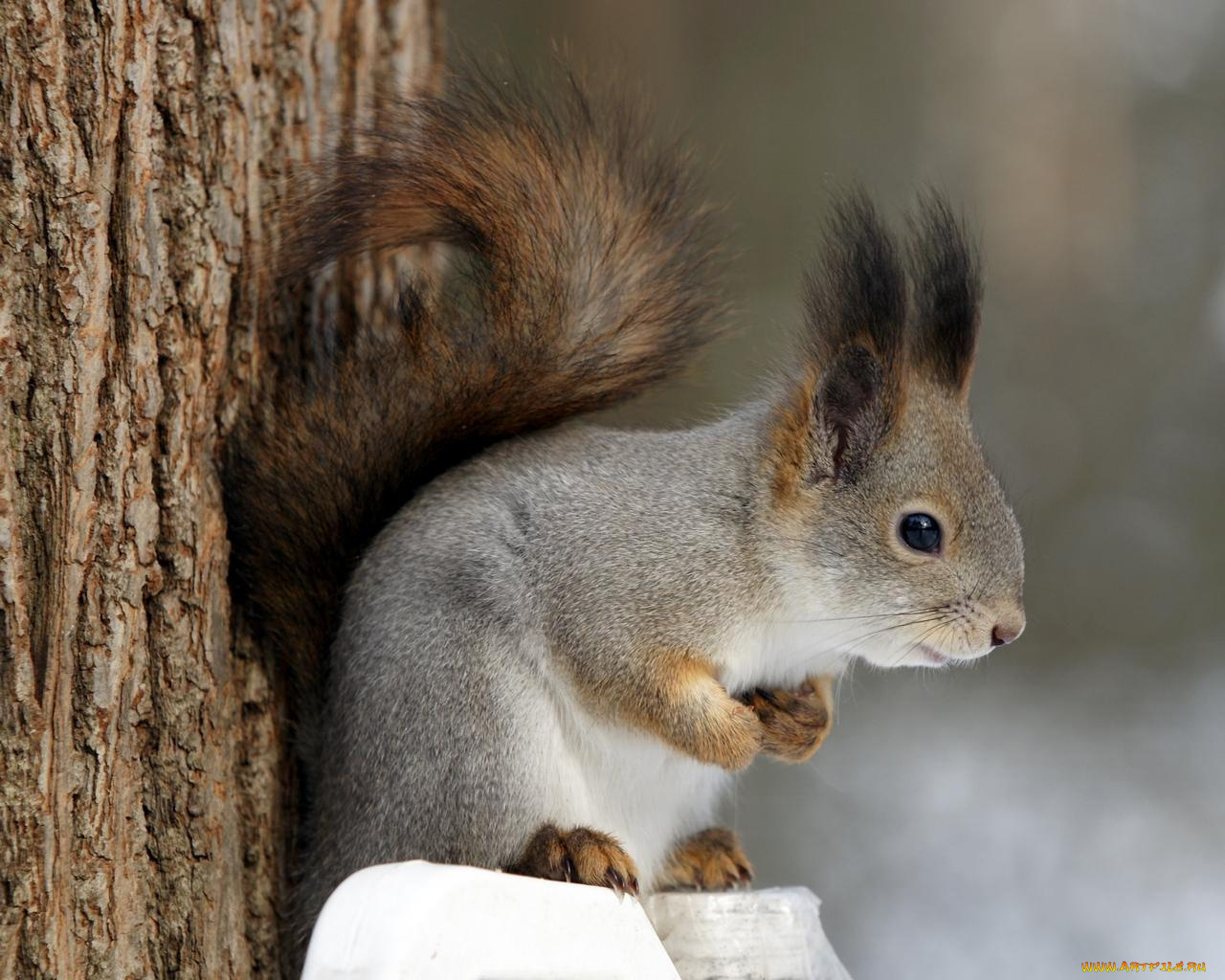 животные, белки