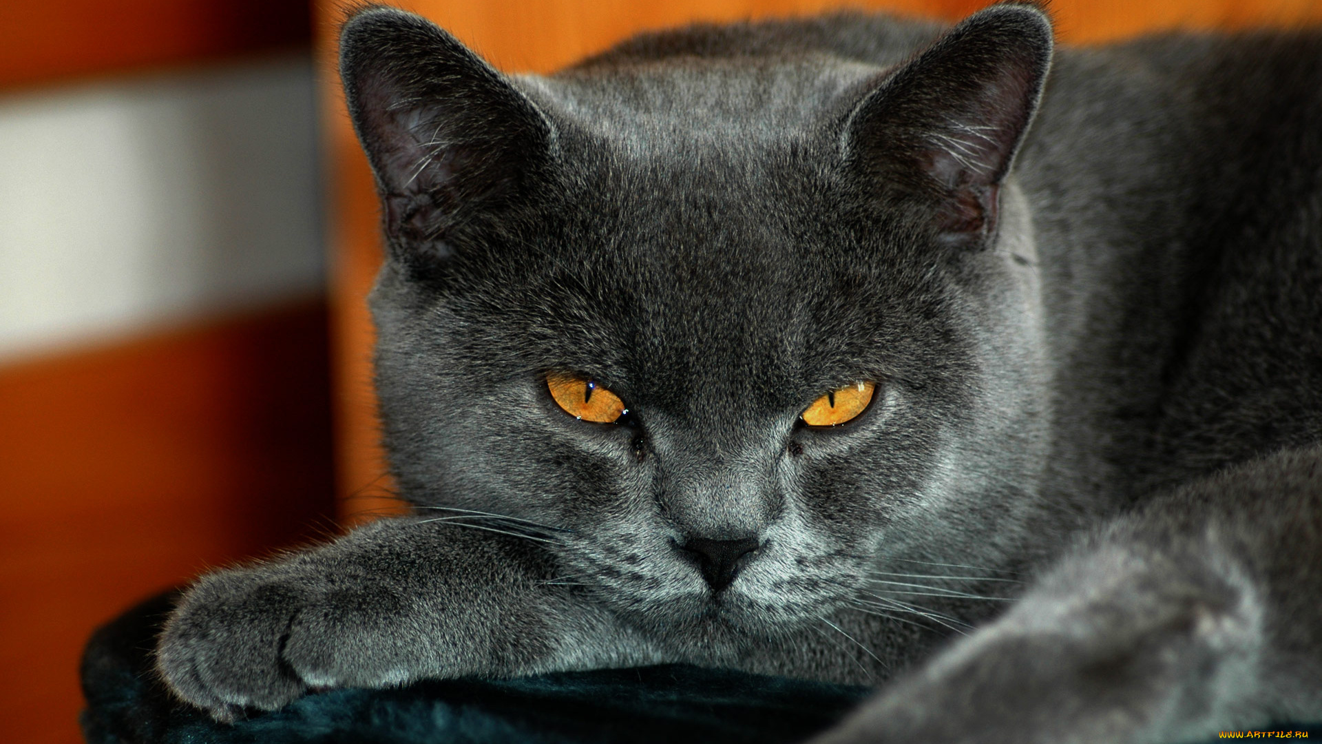 животные, коты