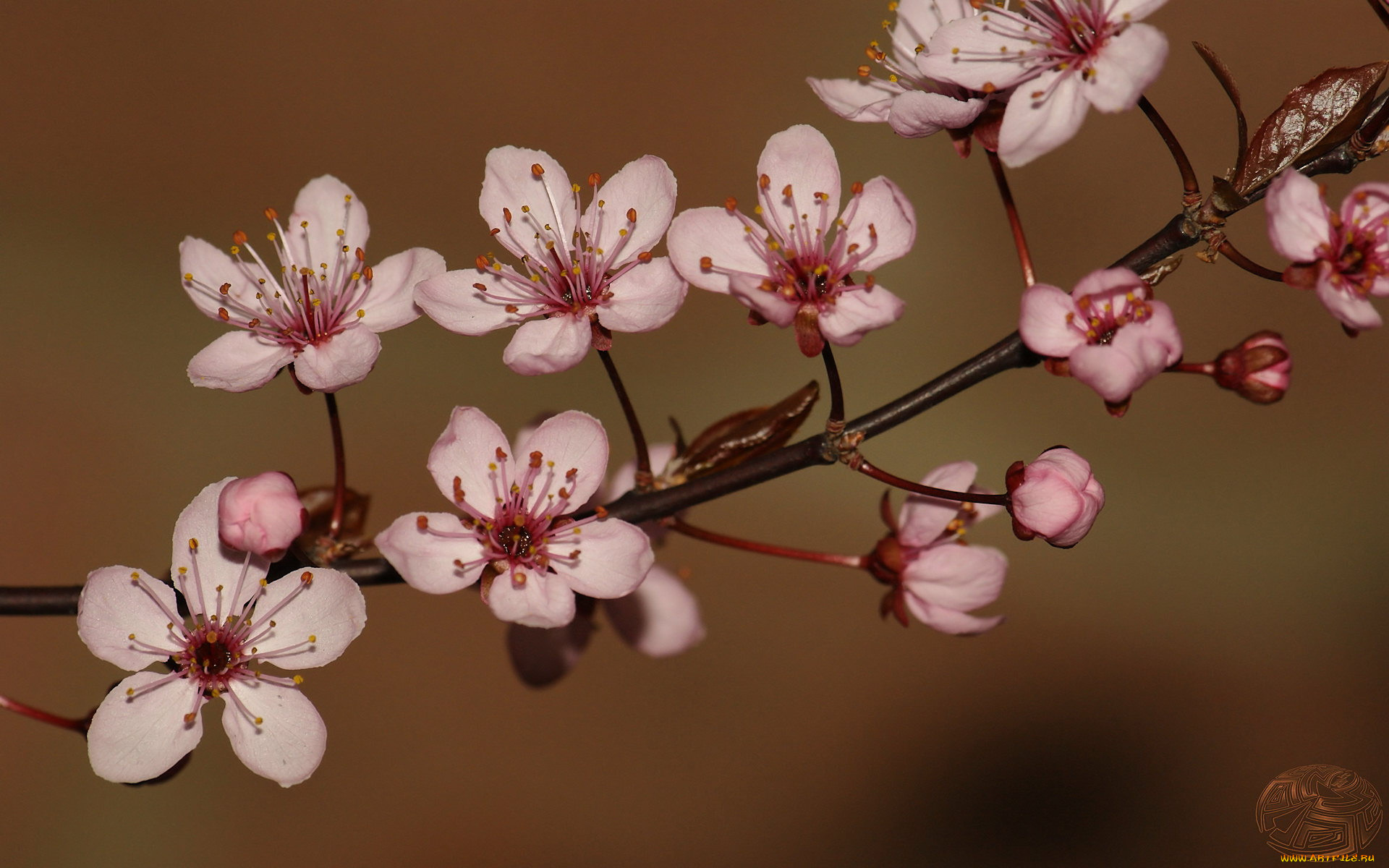 цветы, цветущие, деревья, кустарники