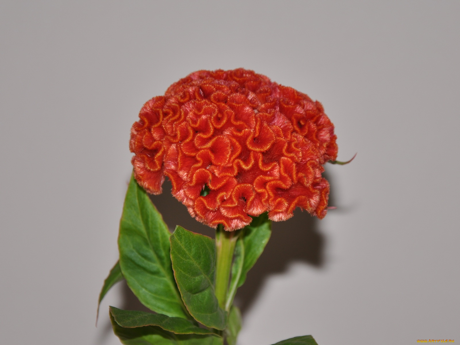 цветы, амаранты