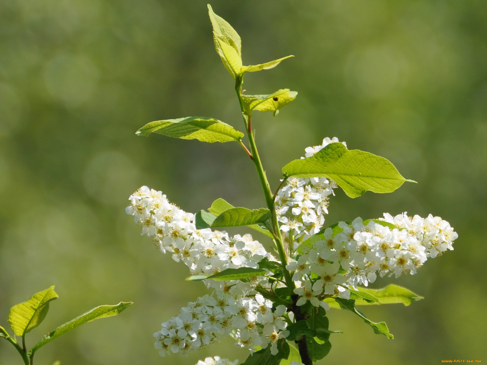 цветы, цветущие, деревья, кустарники