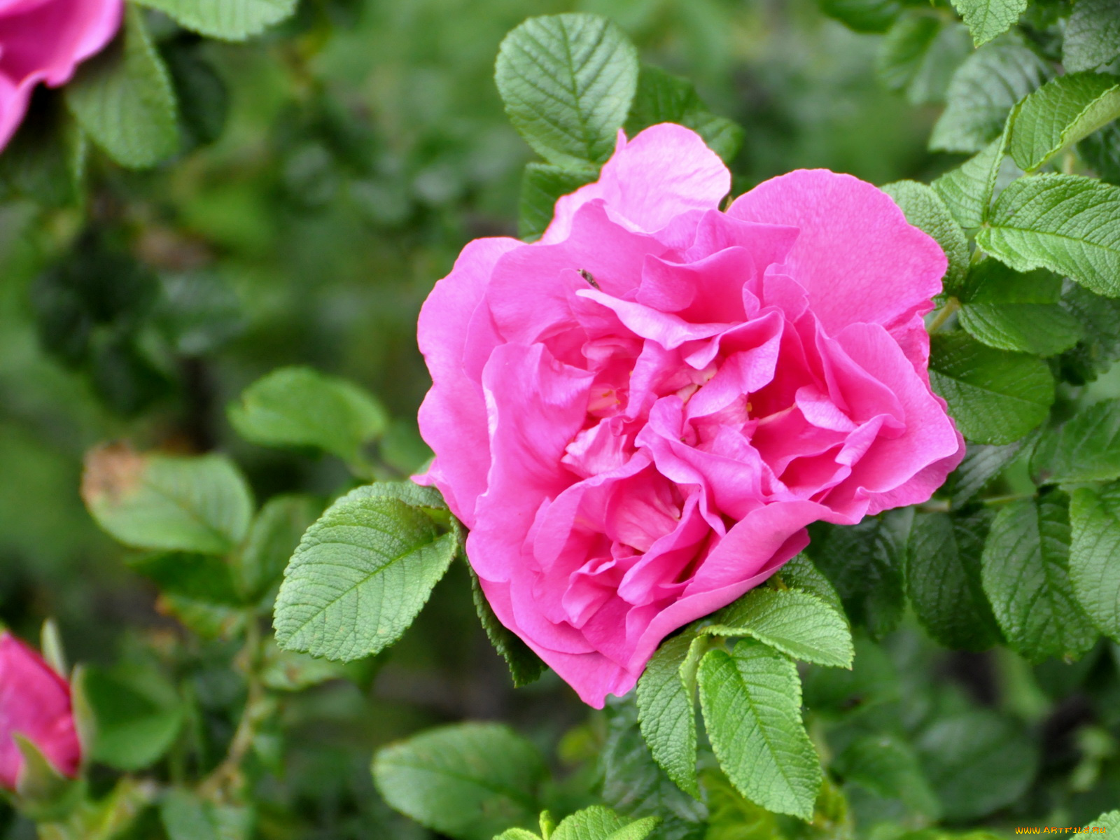 цветы, шиповник