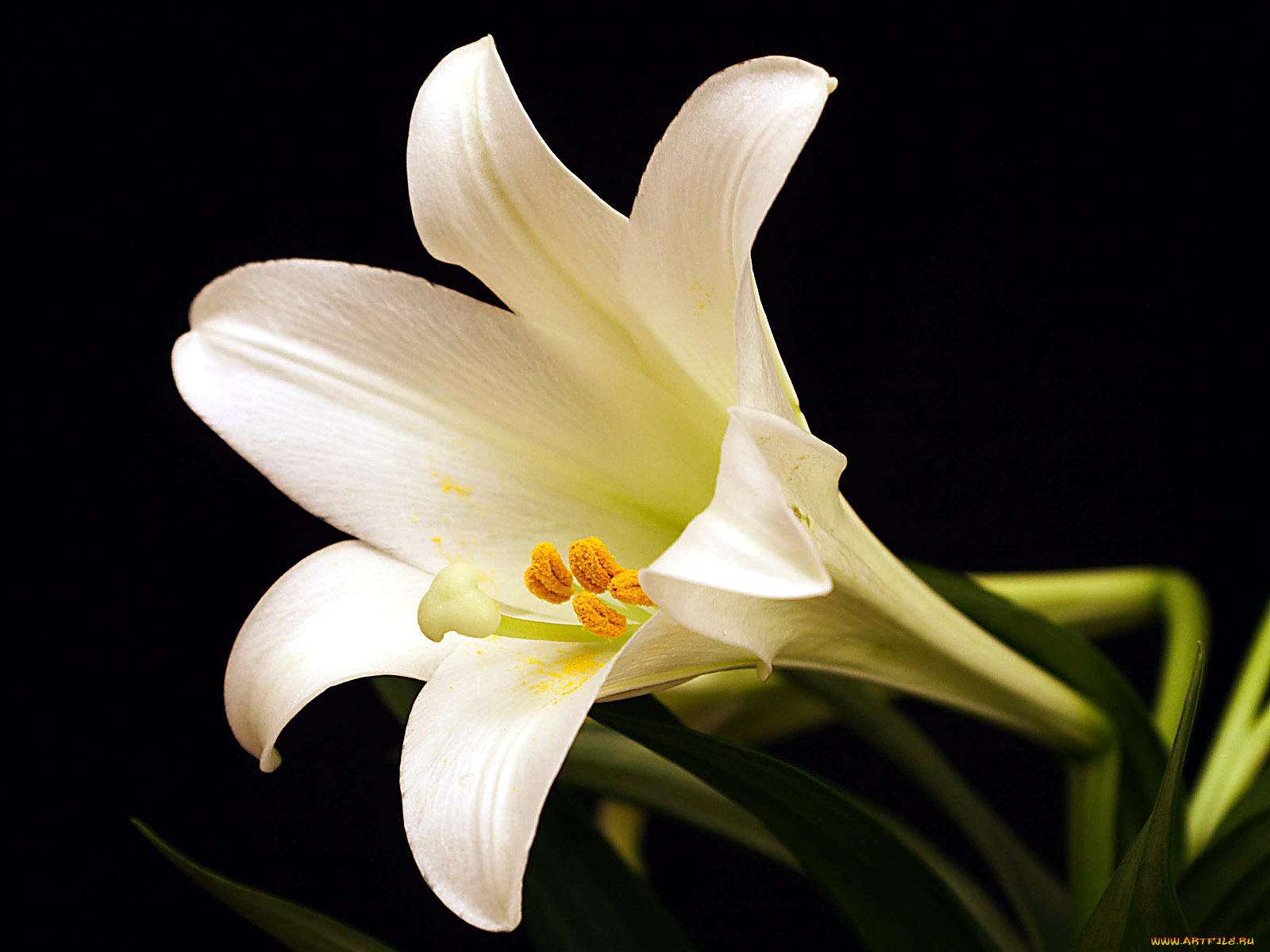 цветы, лилии, лилейники