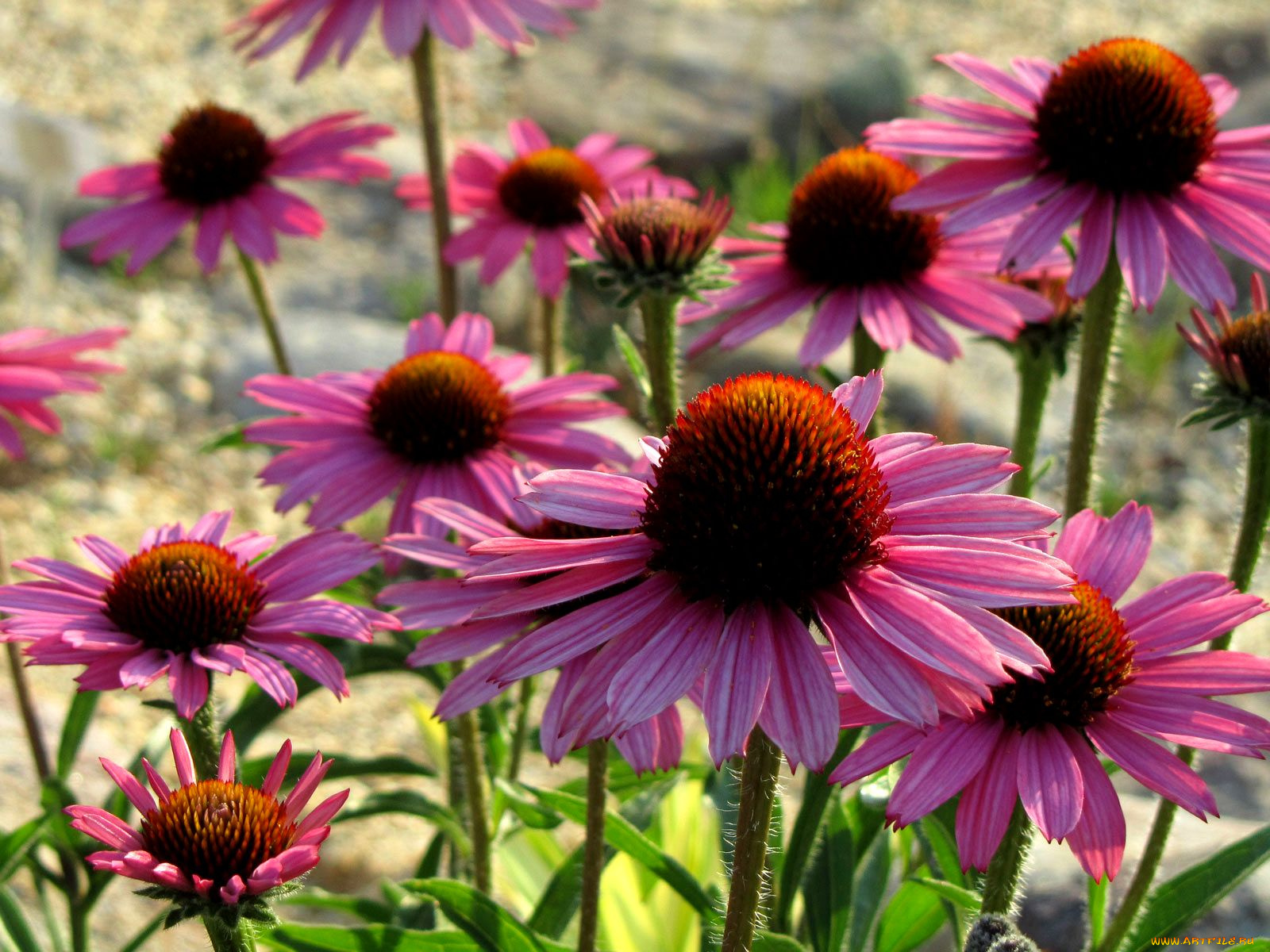 цветы, эхинацея, розовый, лепестки