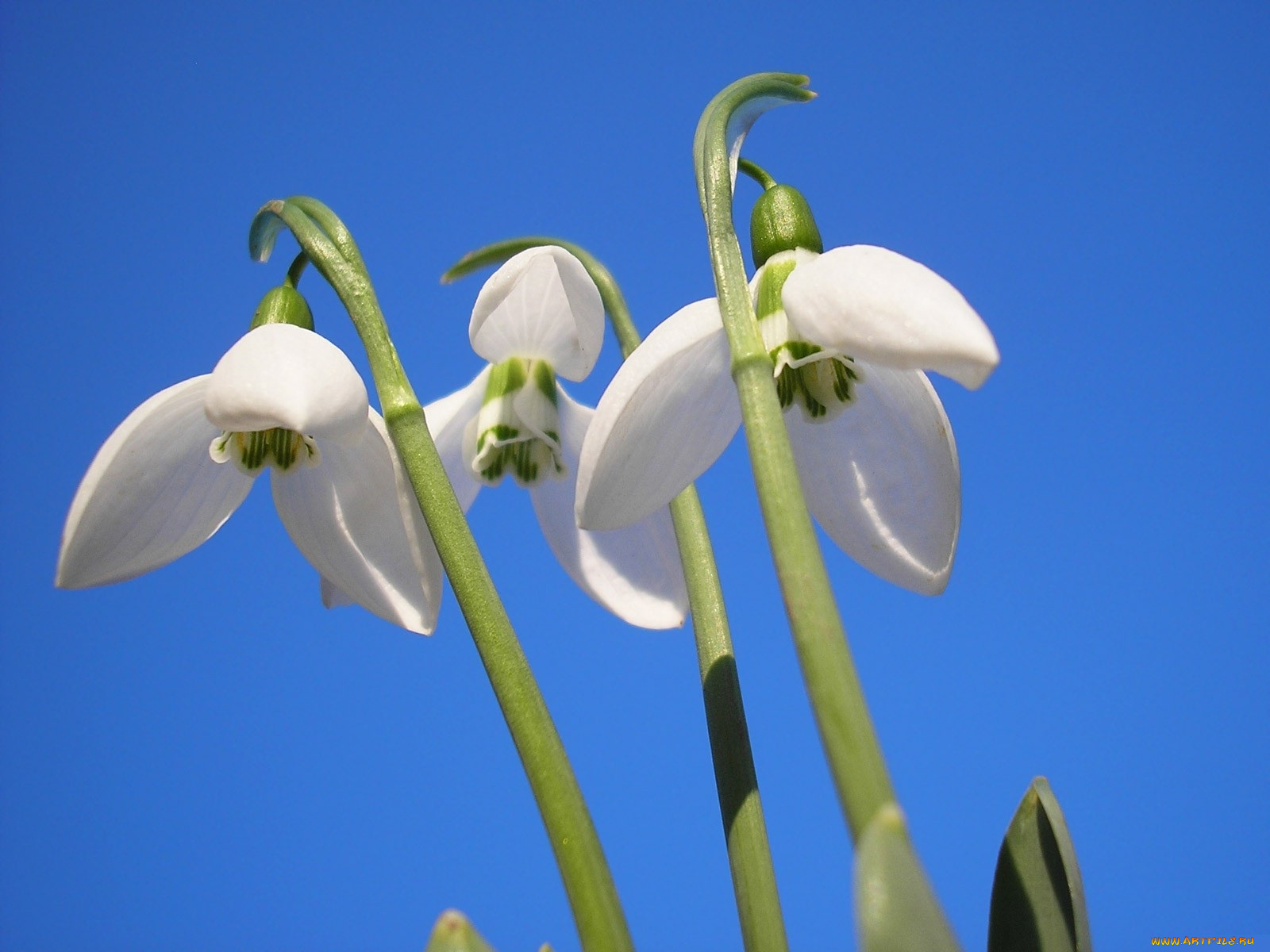 цветы, подснежники, белоцветник, небо