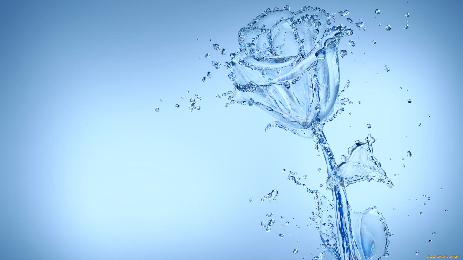 3д, графика, flowers, цветы, капли, роза, вода