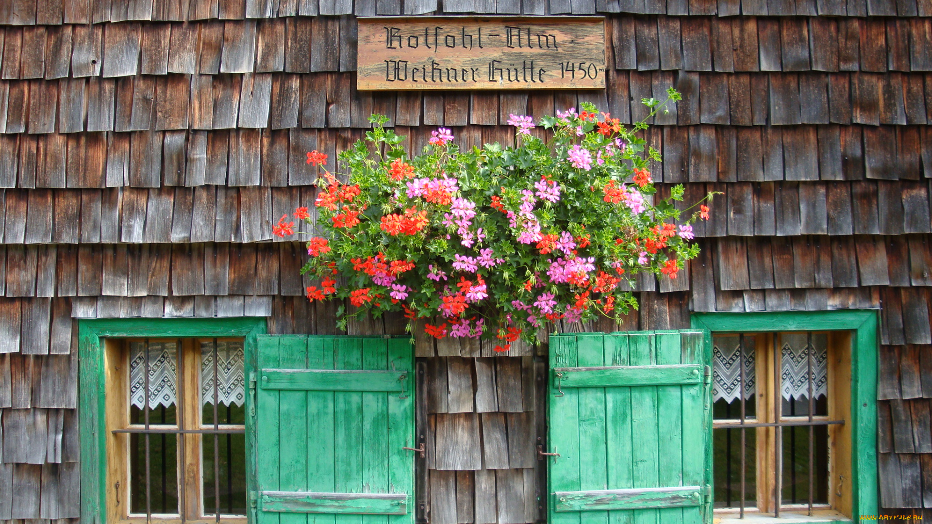 цветы, герань, окно